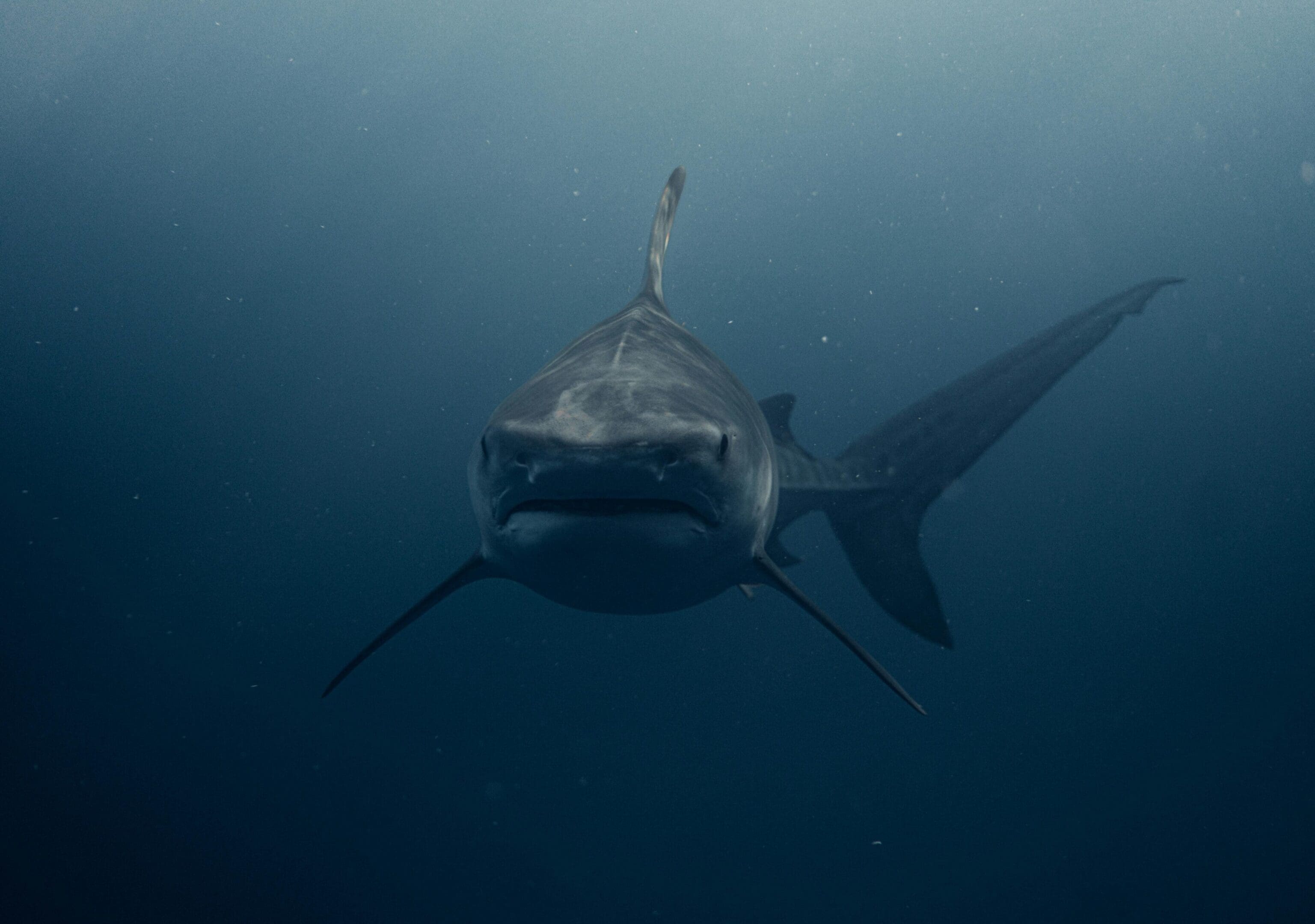 A shark swimming in the ocean with its mouth open.