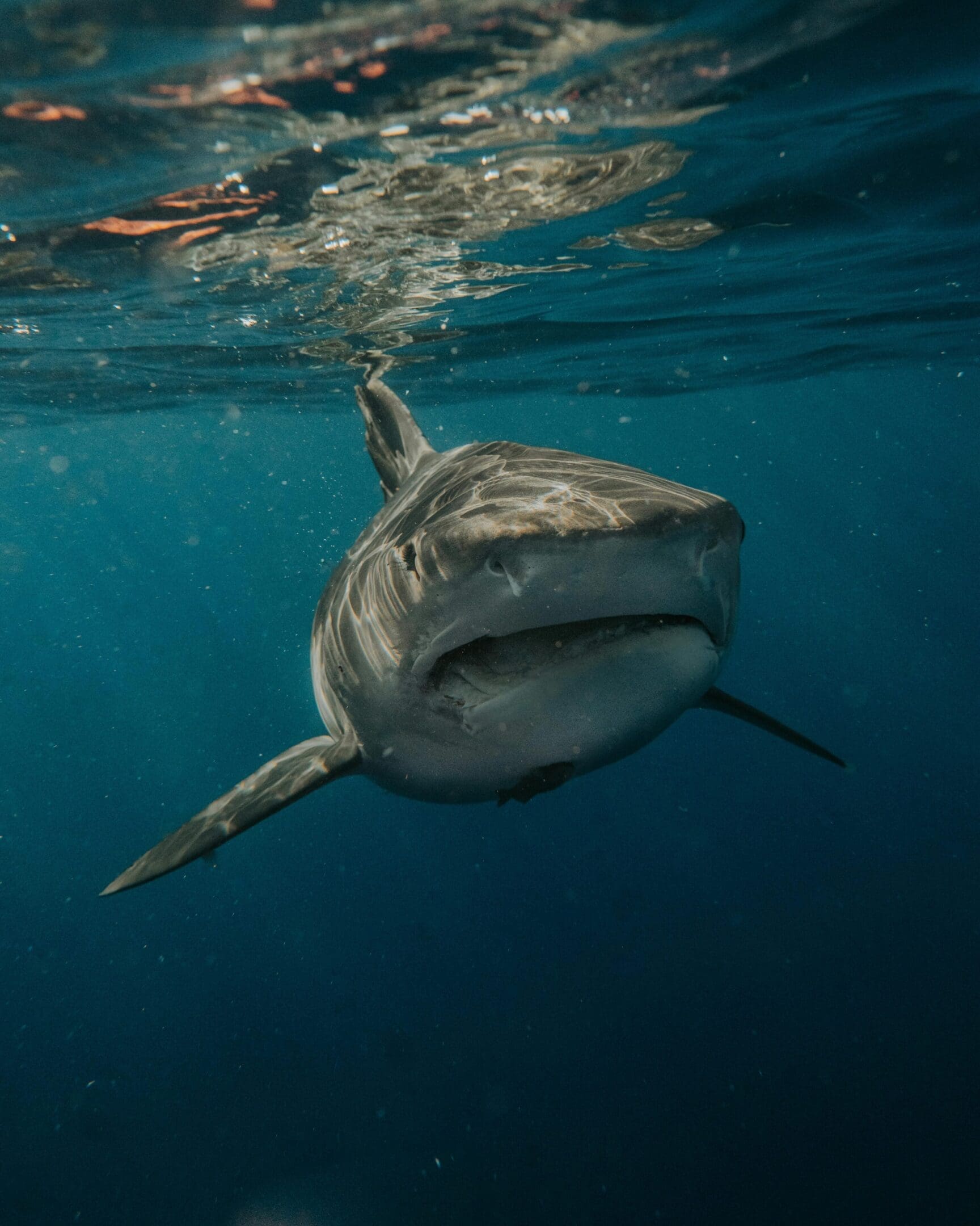 A shark swimming in the ocean with its mouth open.