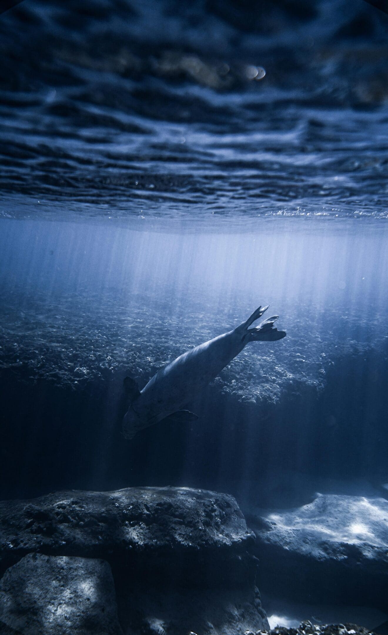 A person swimming in the ocean under water.