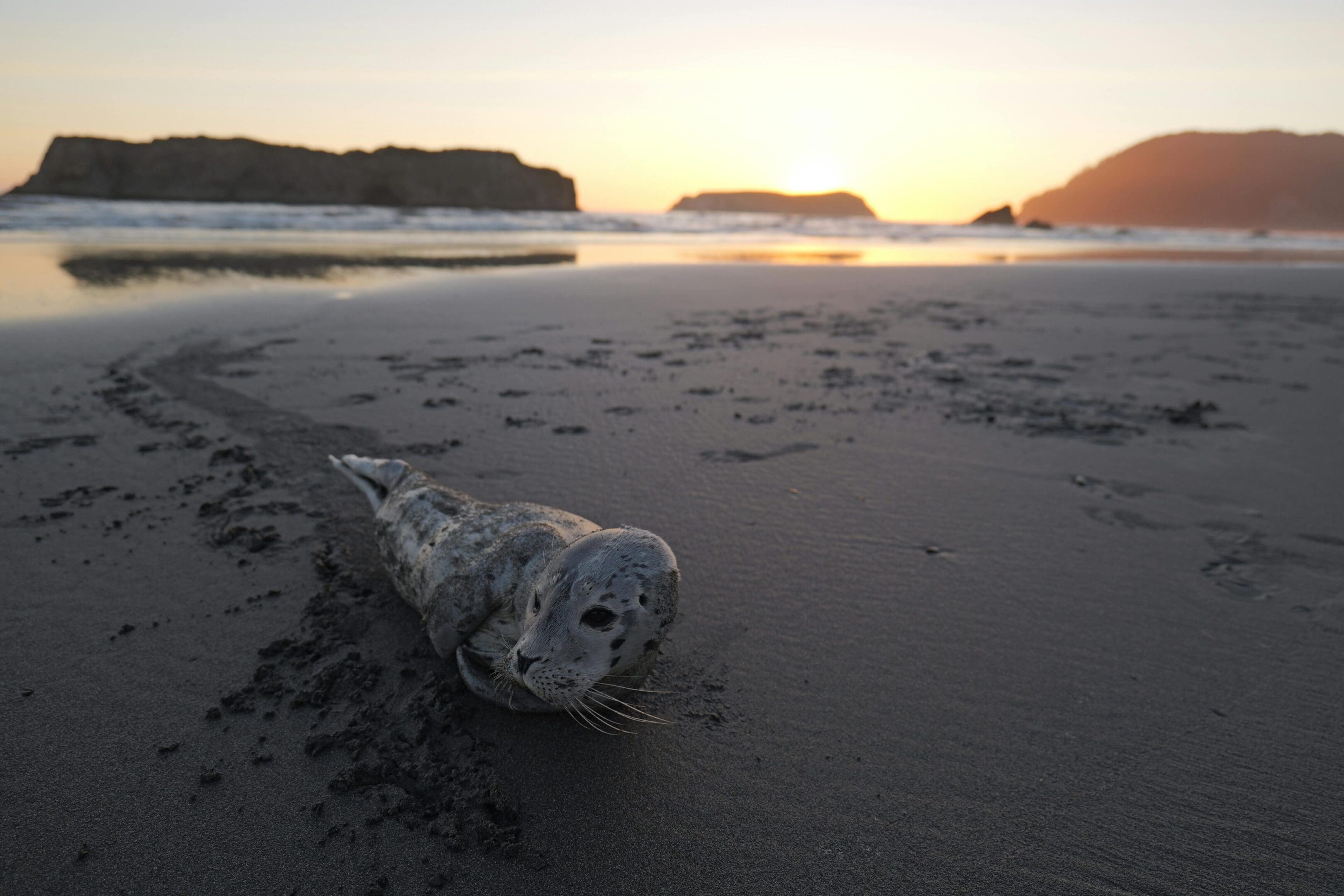 A seal is laying on the beach at sunset.
