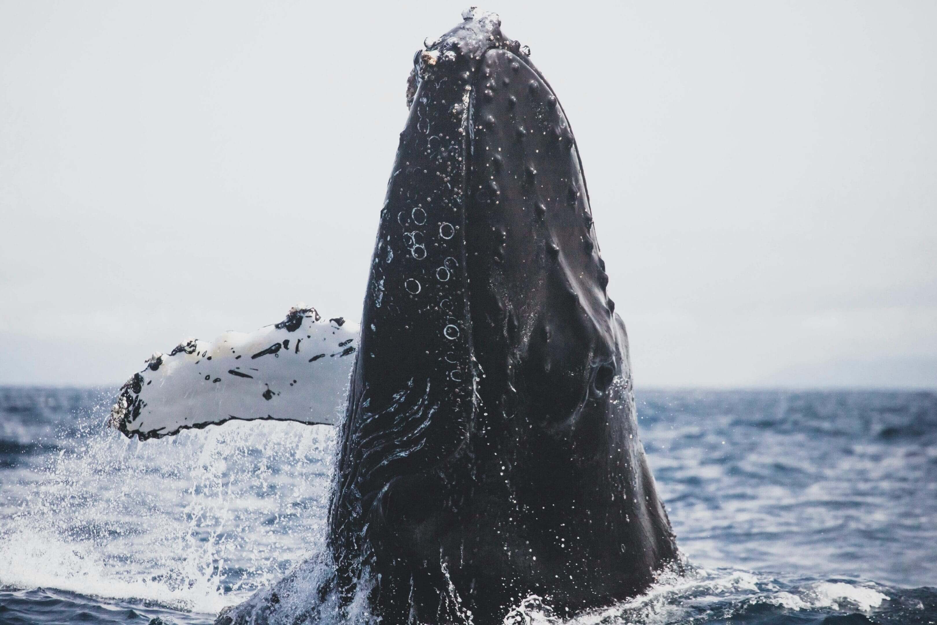 A whale is swimming in the ocean.