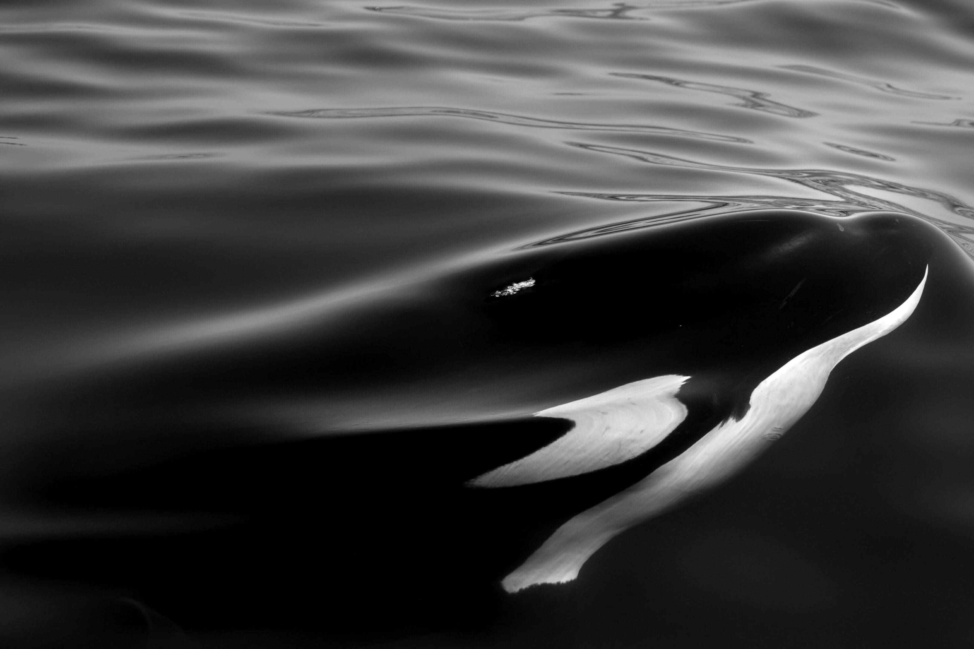 A black and white photo of water with the reflection of a whale.