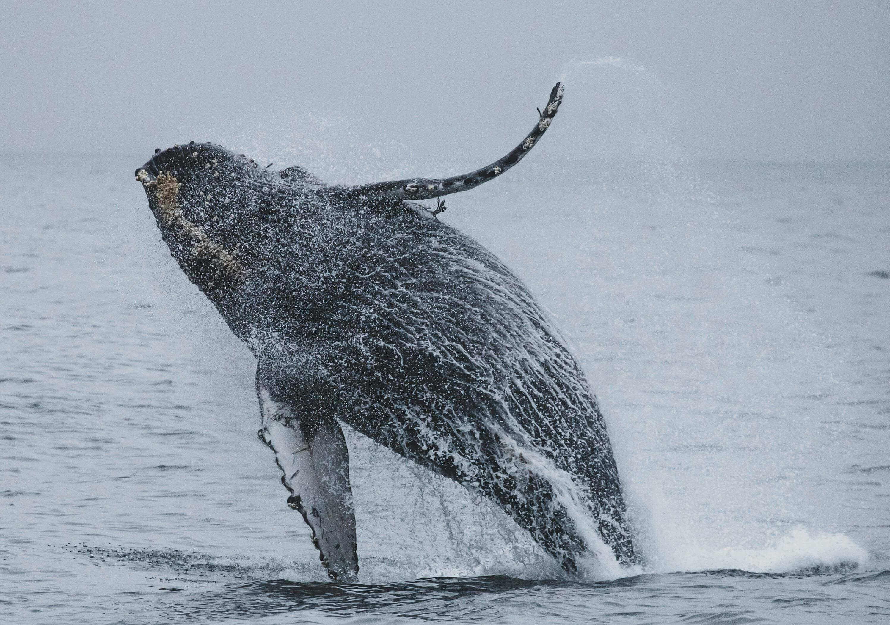 A whale is jumping in the water
