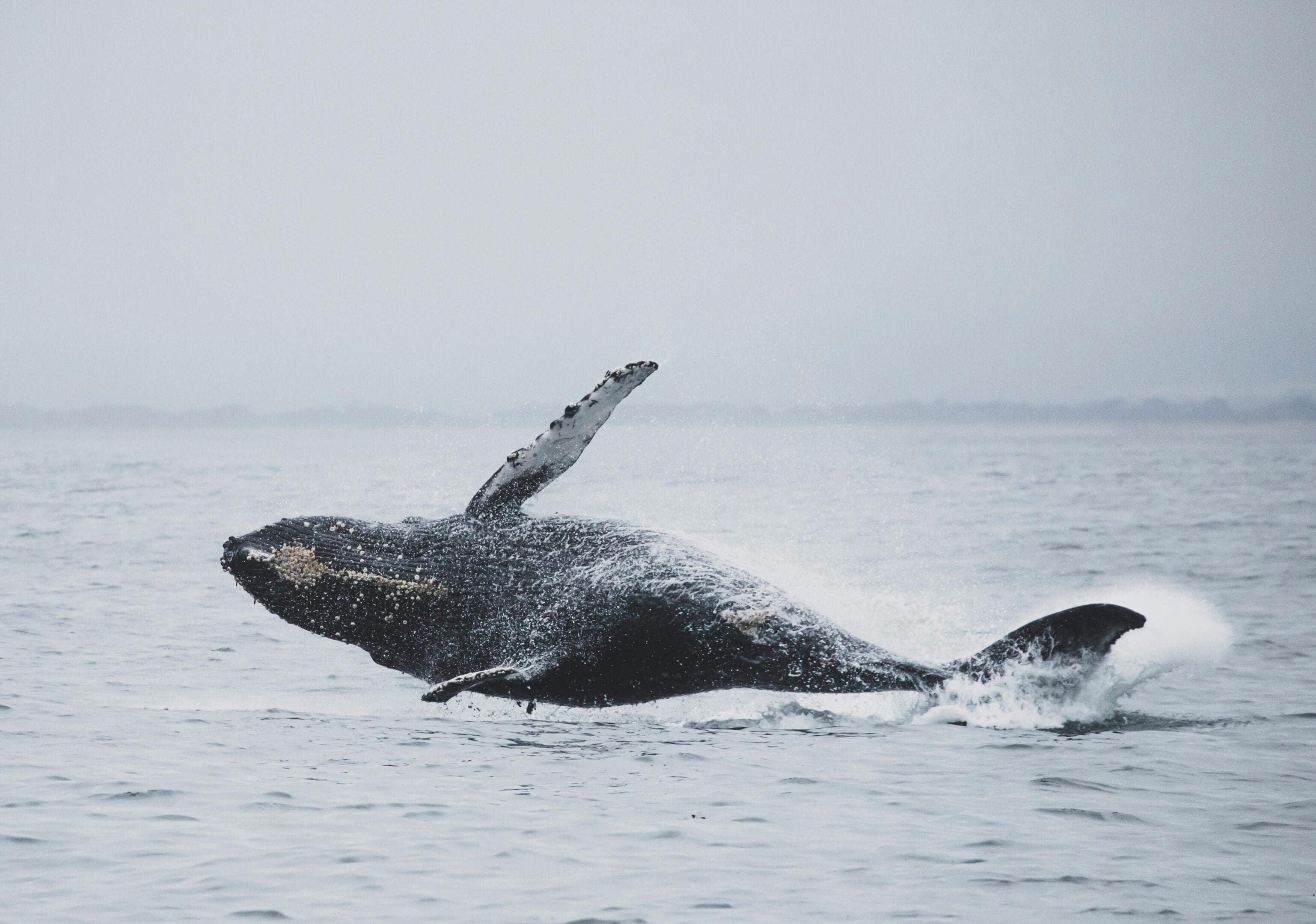 A whale is swimming in the ocean.