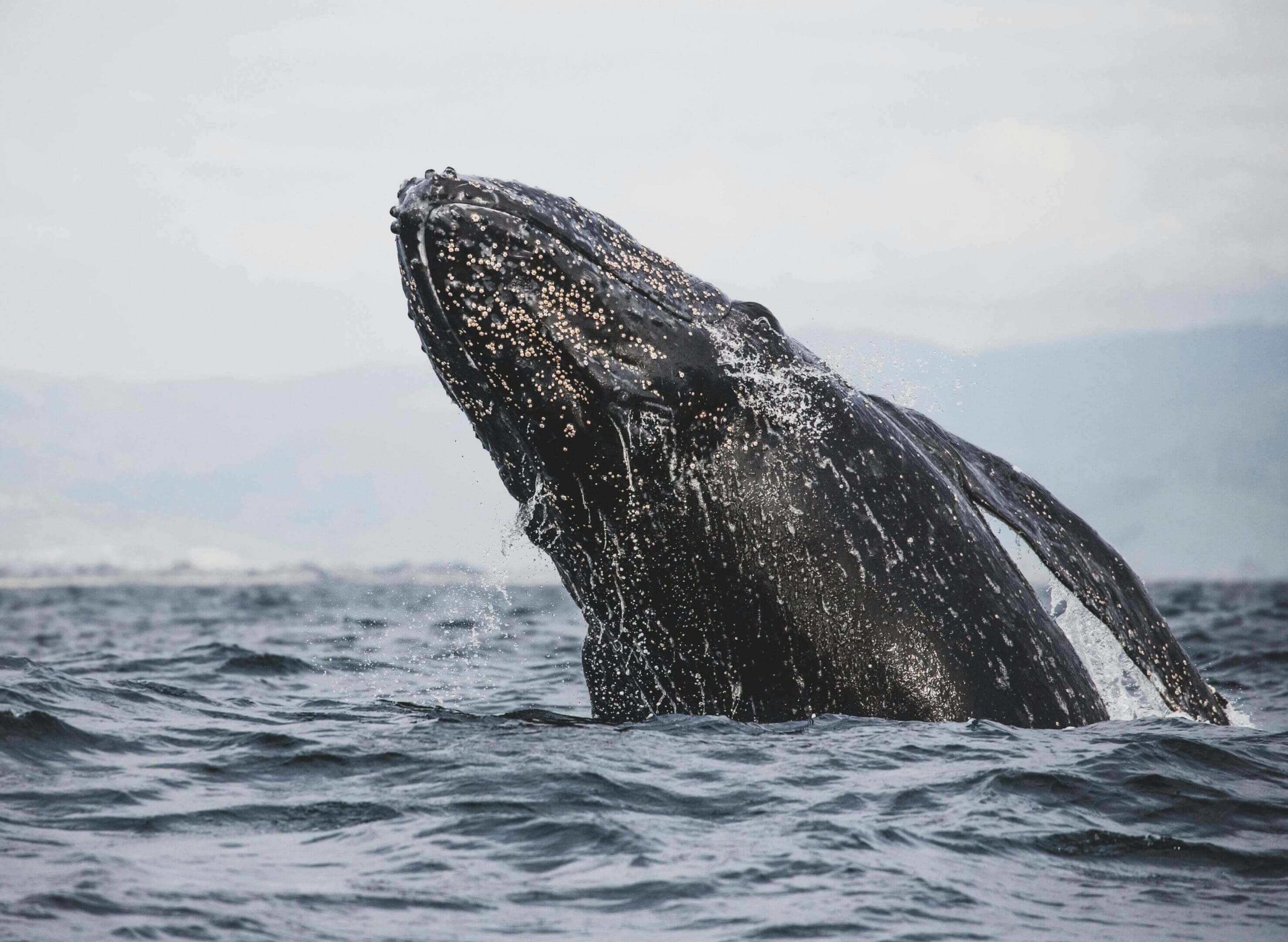 A whale is swimming in the ocean.