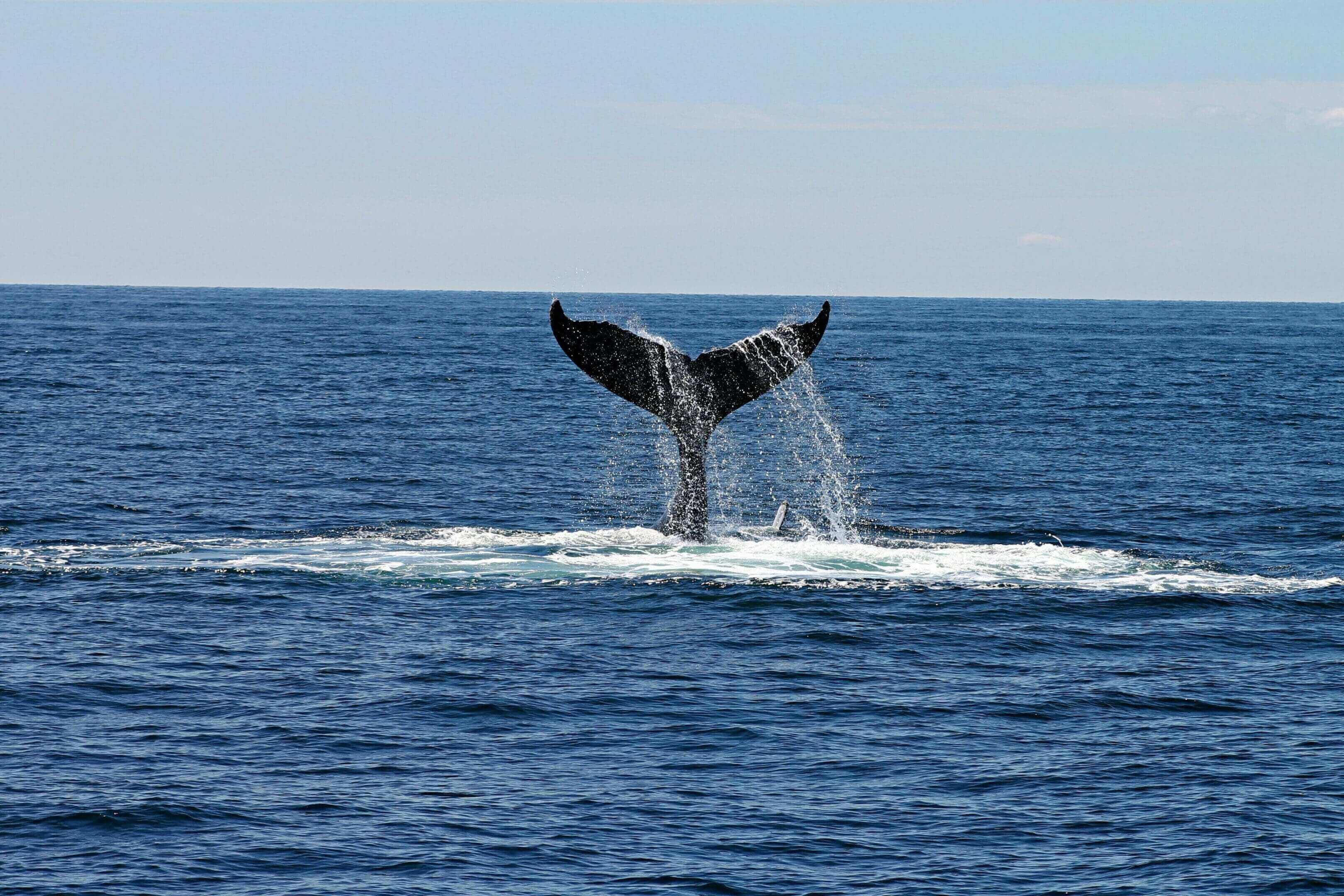 A whale is in the water with its tail up.