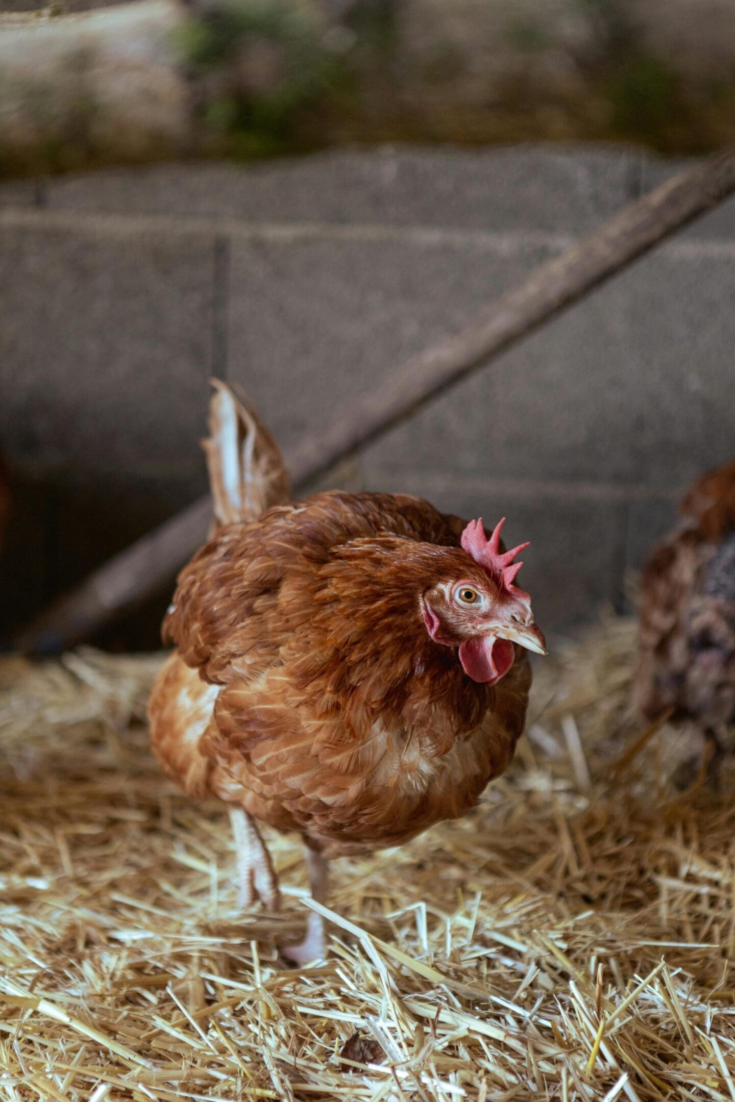 A chicken standing in hay next to another chicken.