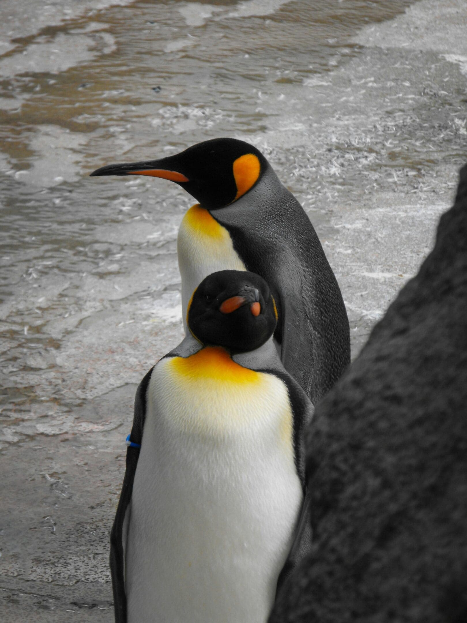 Two king penguins huddled together.