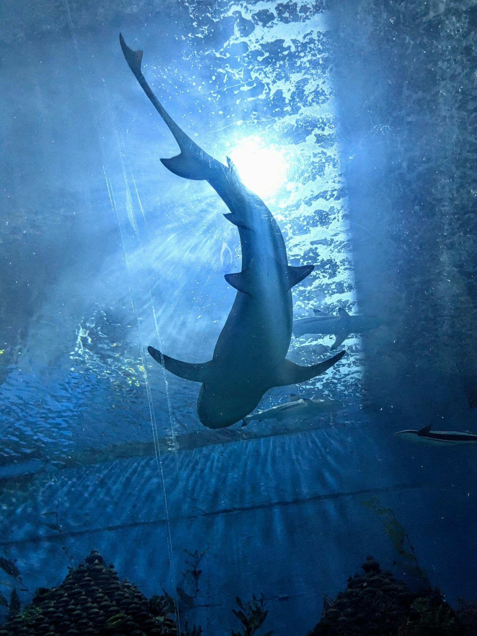 A shark swimming in the water under some light.