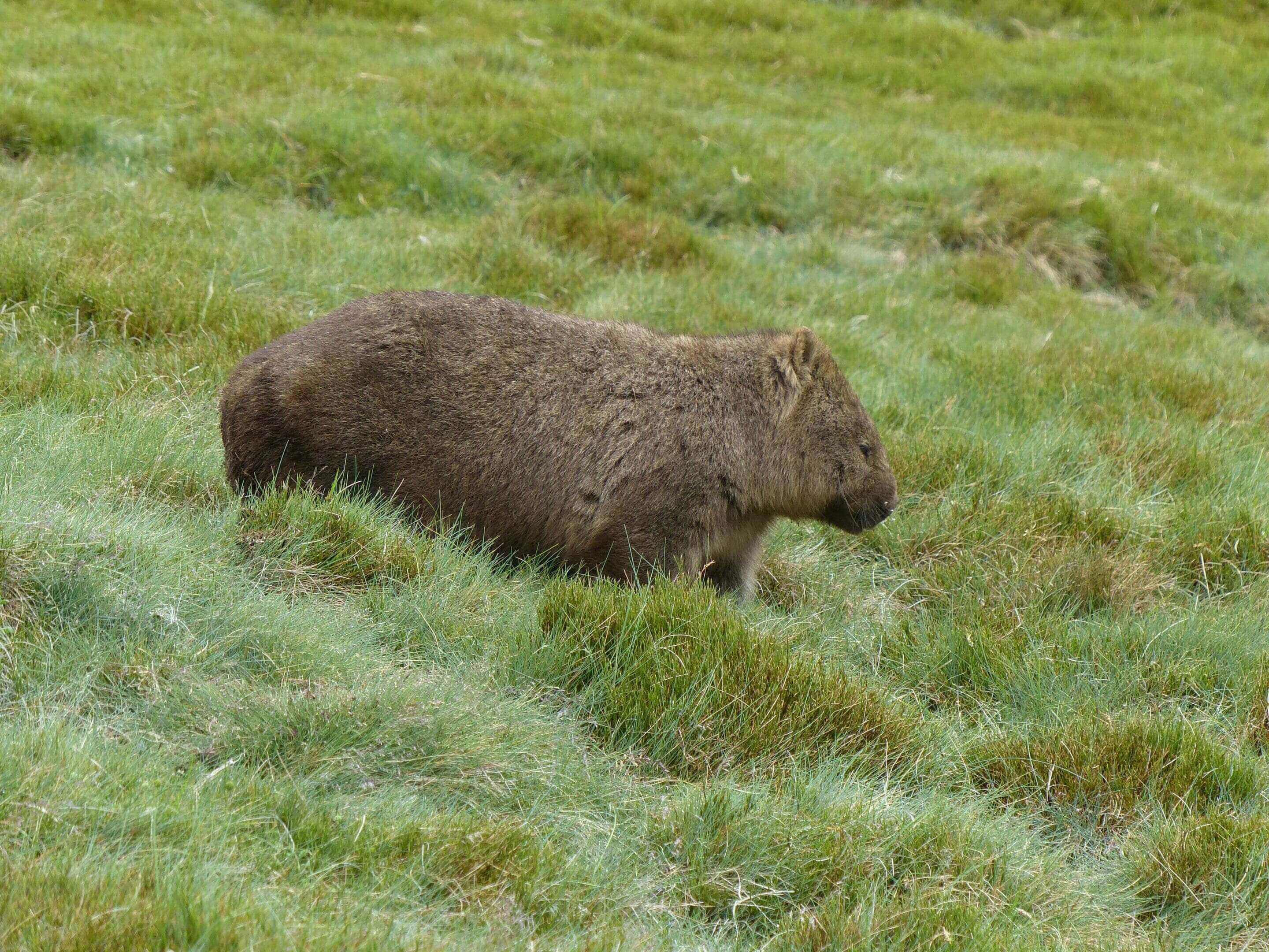 A brown animal is walking through the grass.