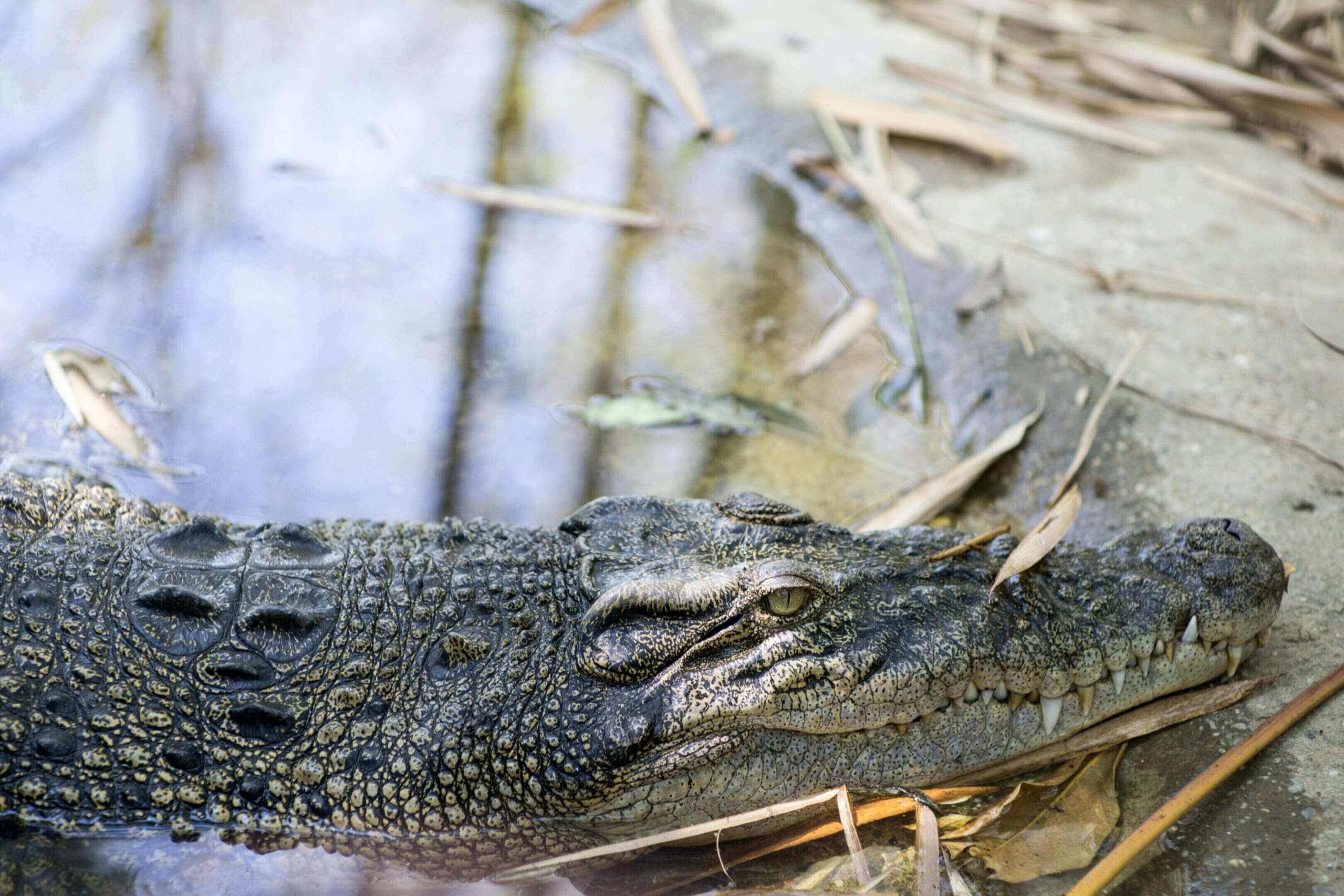 Crocodile resting in shallow water.