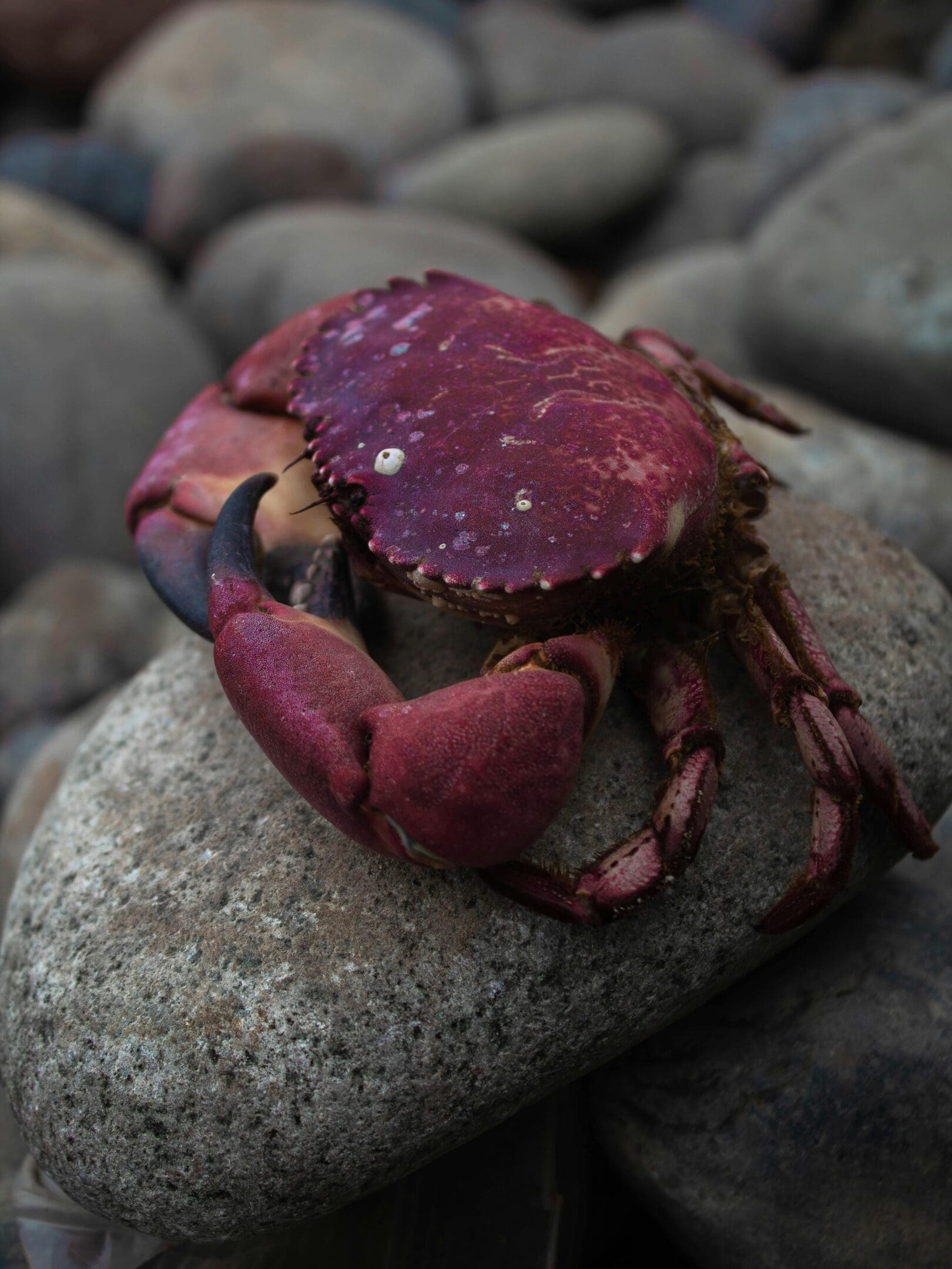A crab is sitting on the rocks