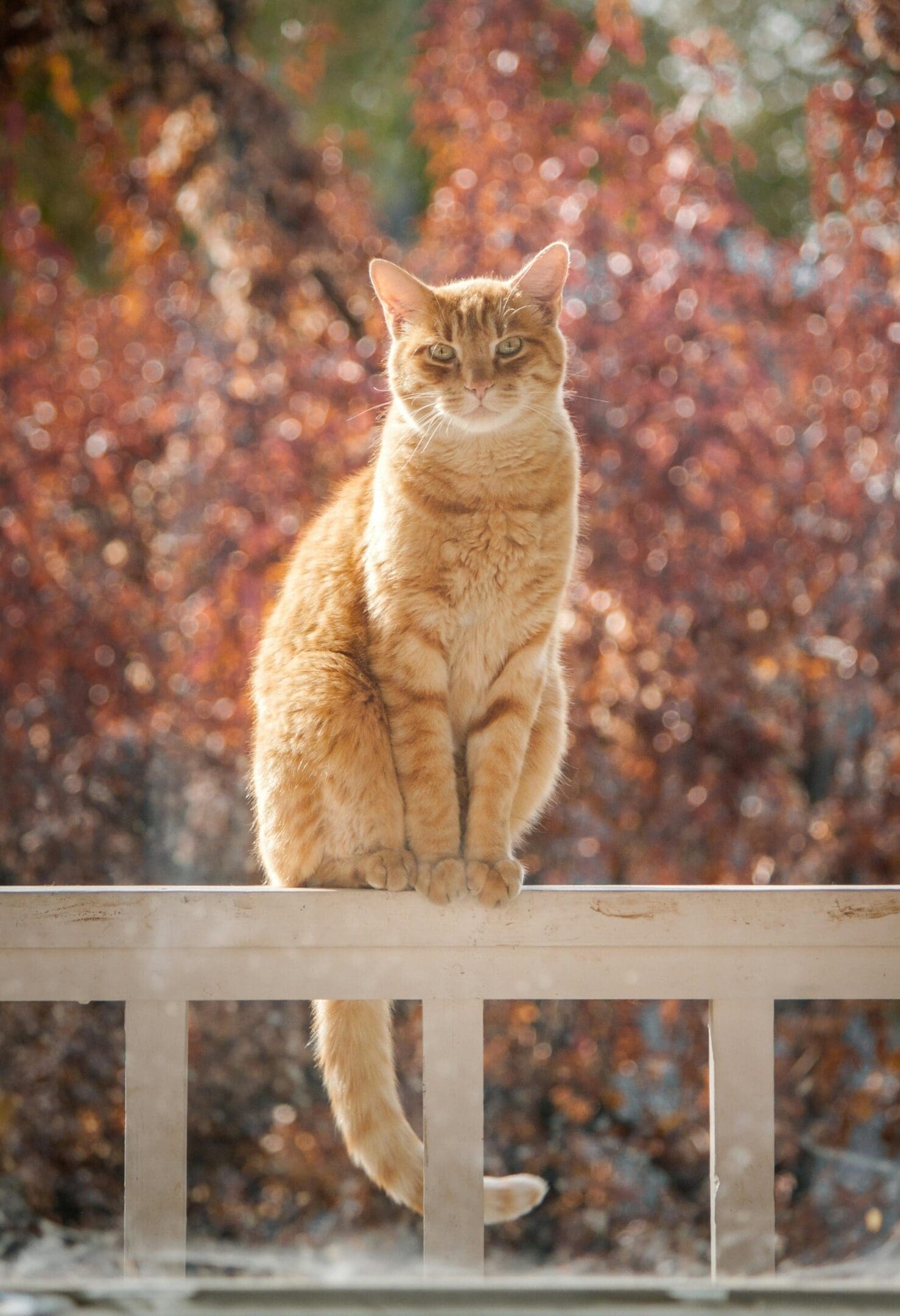 A cat sitting on top of a wooden railing.