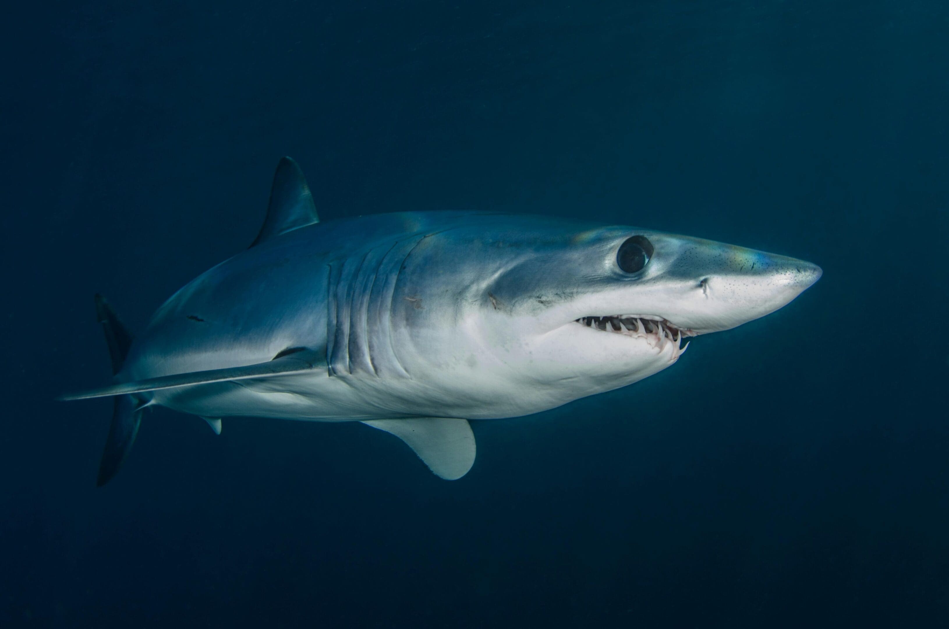 A shark is swimming in the ocean.