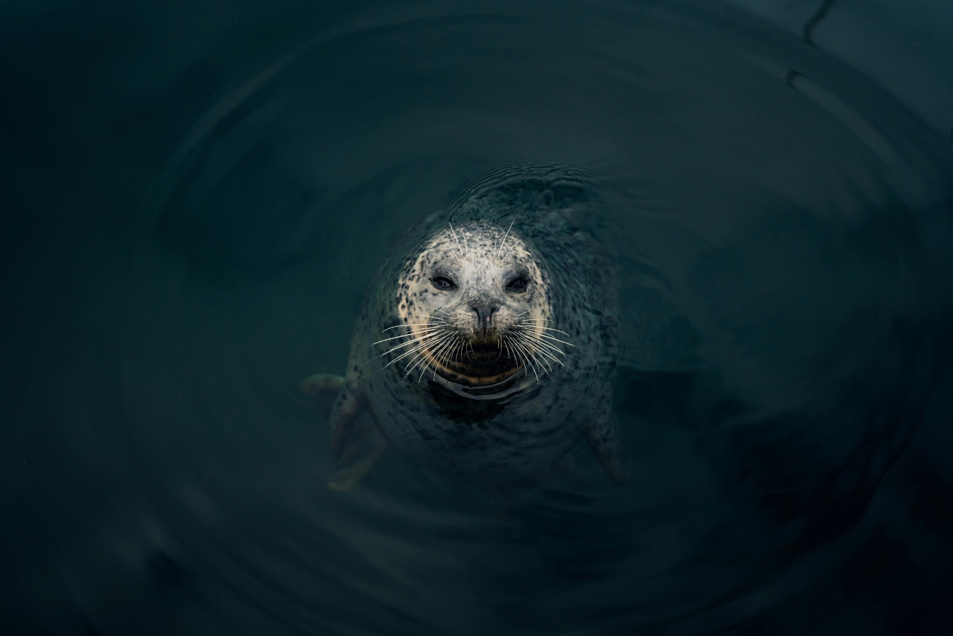 A seal is swimming in the water.