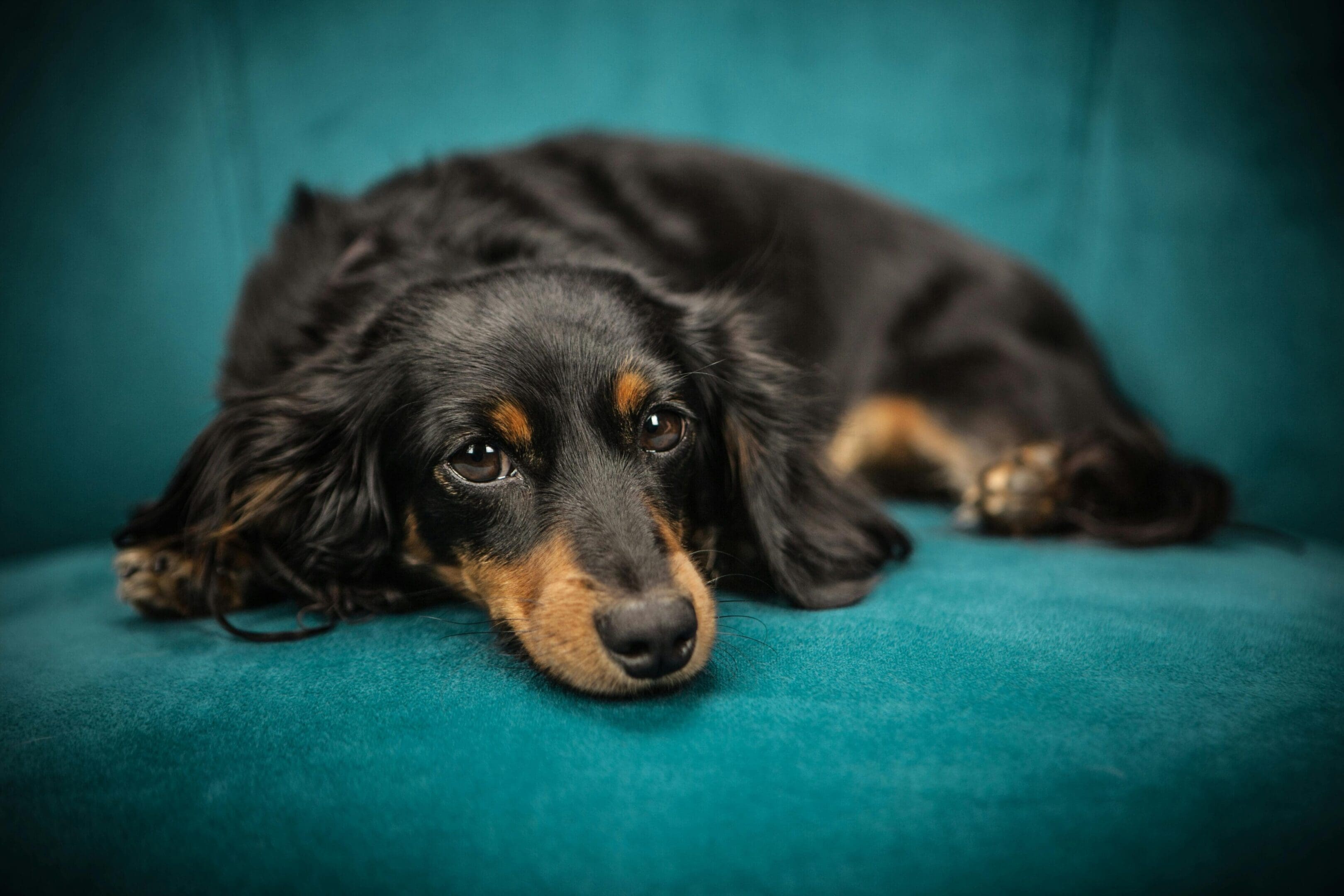 A black and brown dog laying on top of a blue couch.