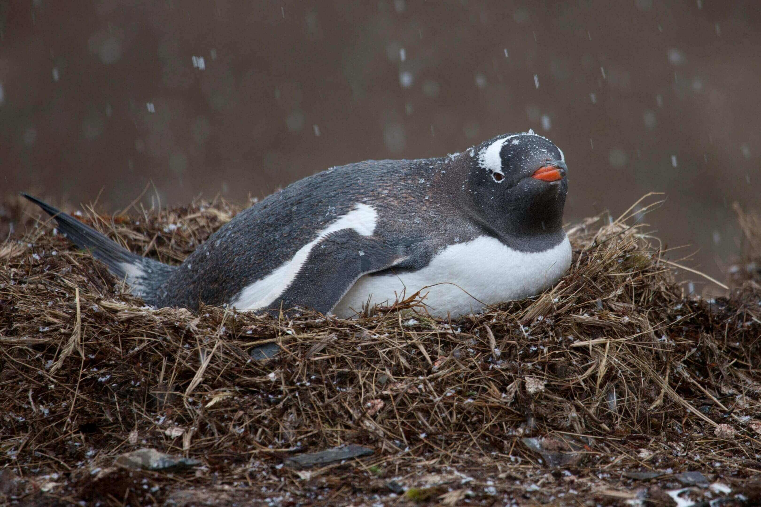 Gentoo penguin nesting in snow.