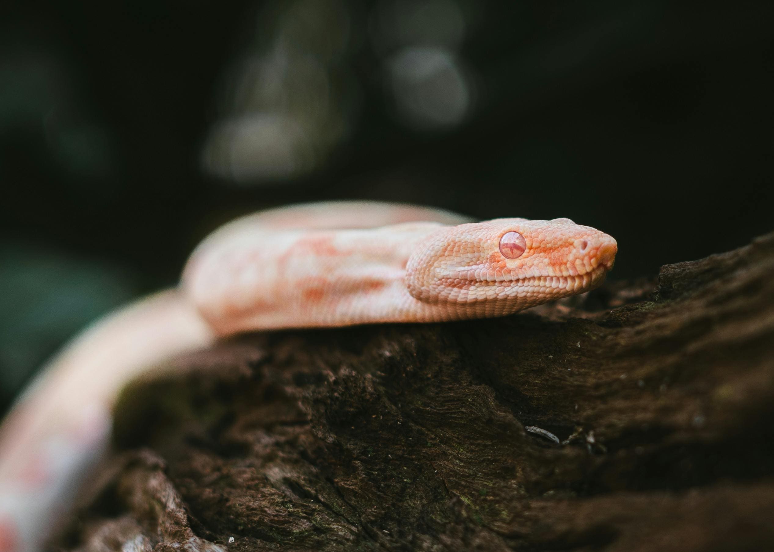 A close up of a snake on top of a tree