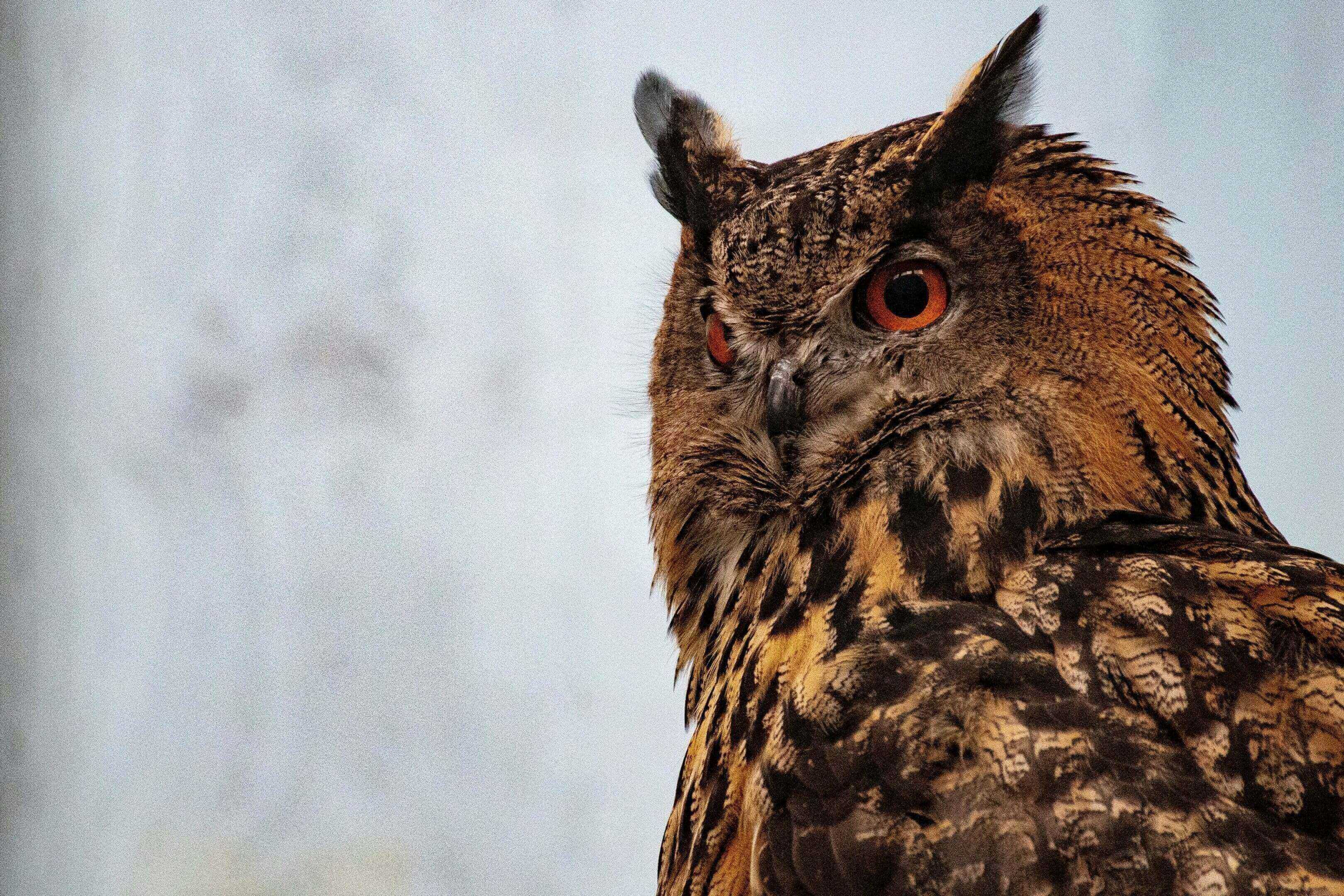 A close up of an owl with a sky background