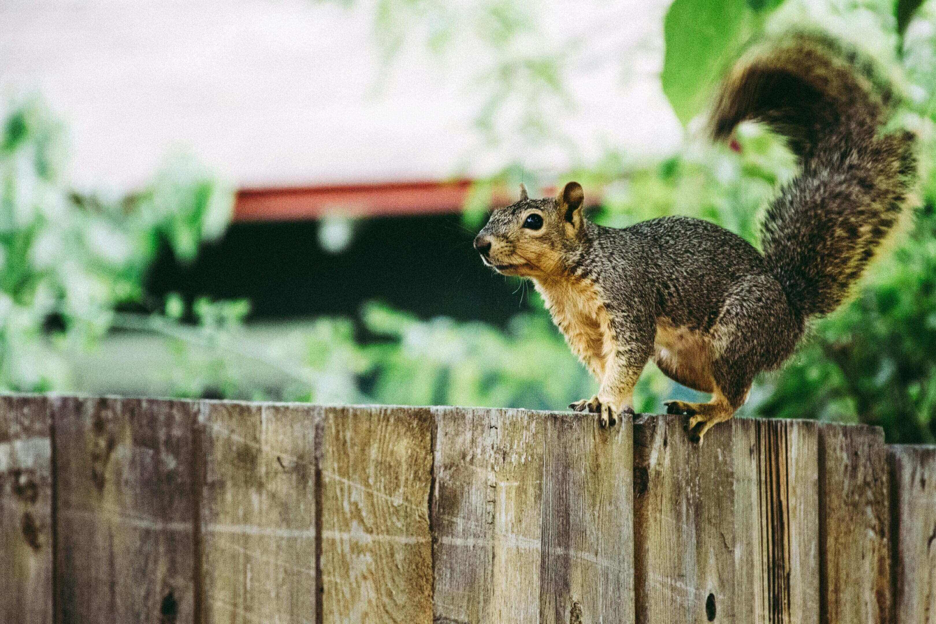 A squirrel standing on top of a wooden fence.