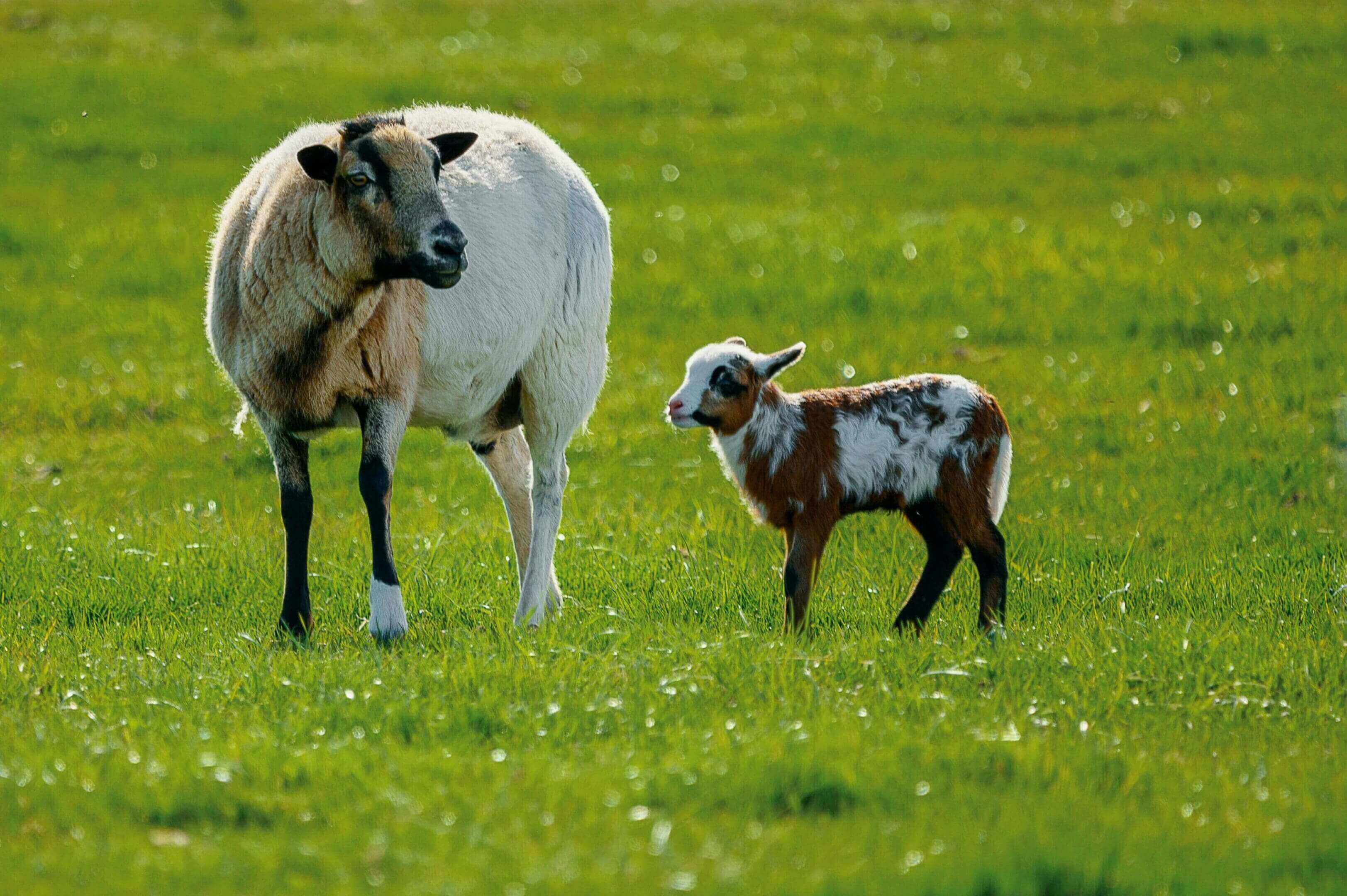 A sheep and its lamb in the grass.