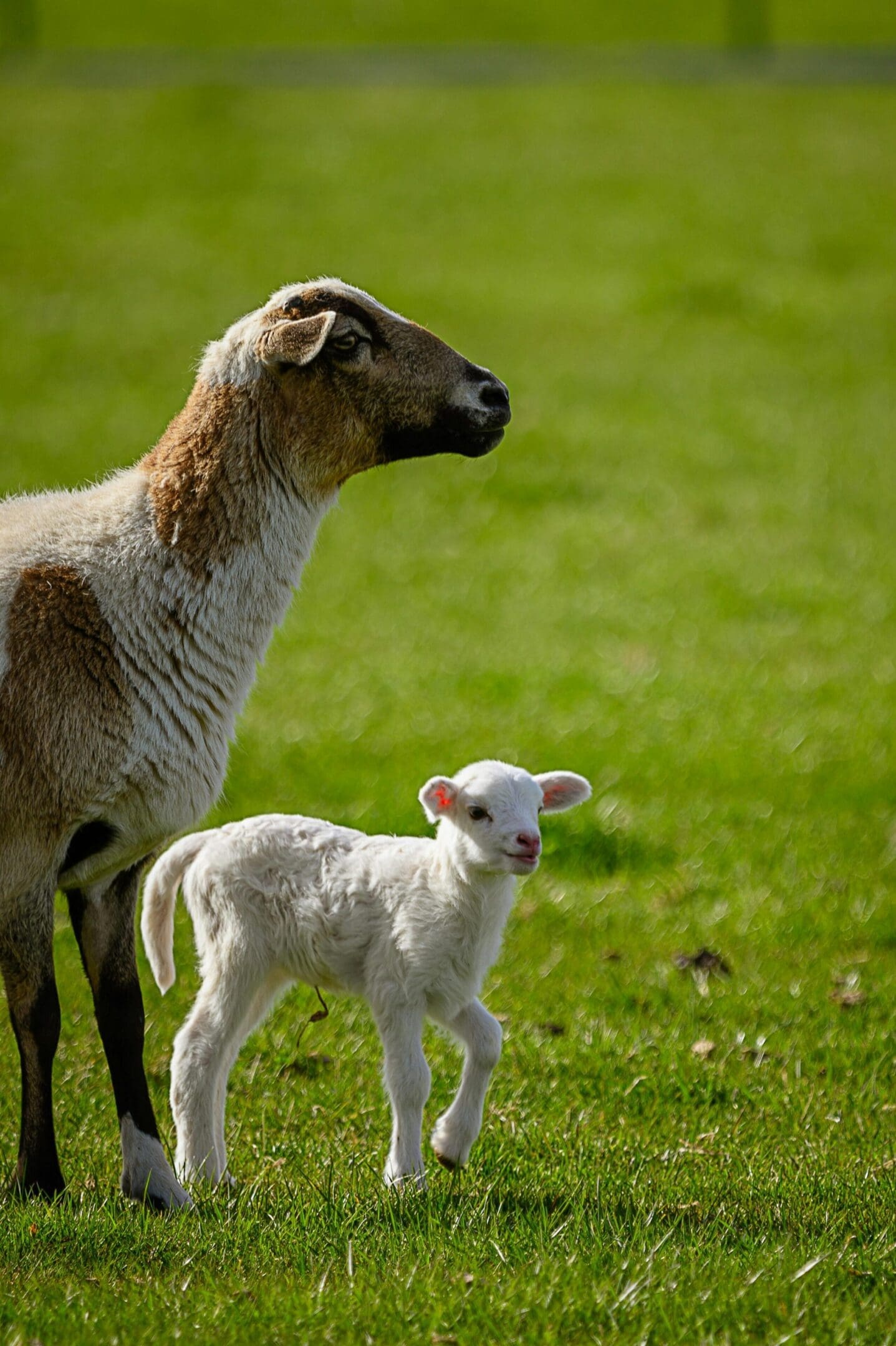 A sheep and its lamb in the grass.