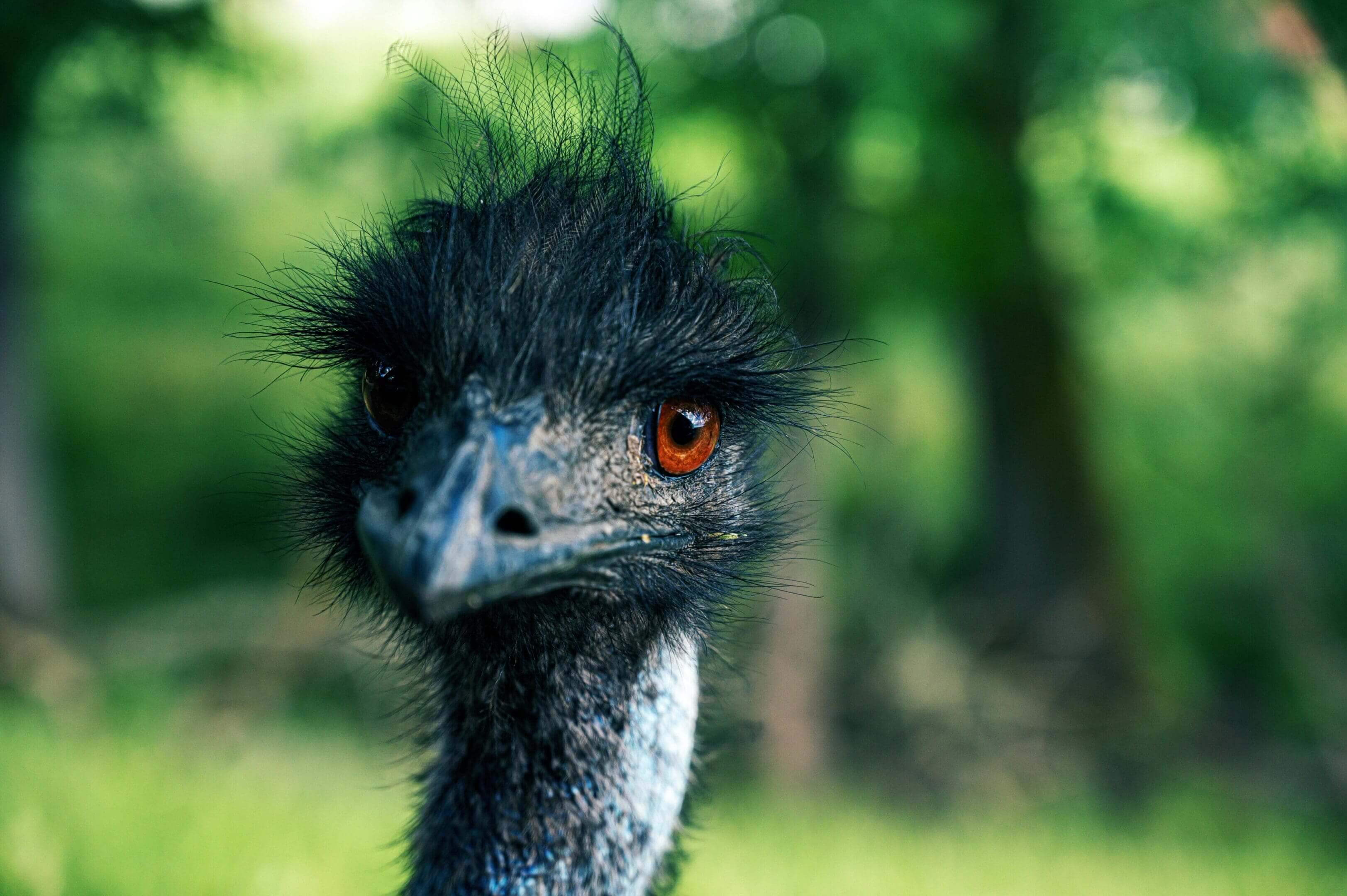 A close up of an ostrich 's head with trees in the background