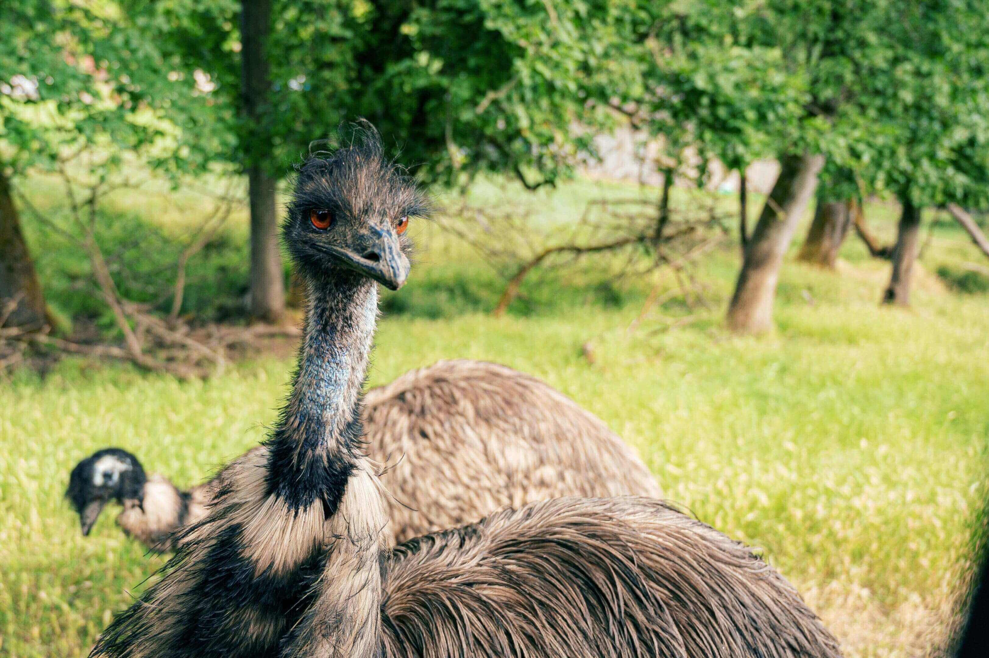 A close up of an ostrich in the grass