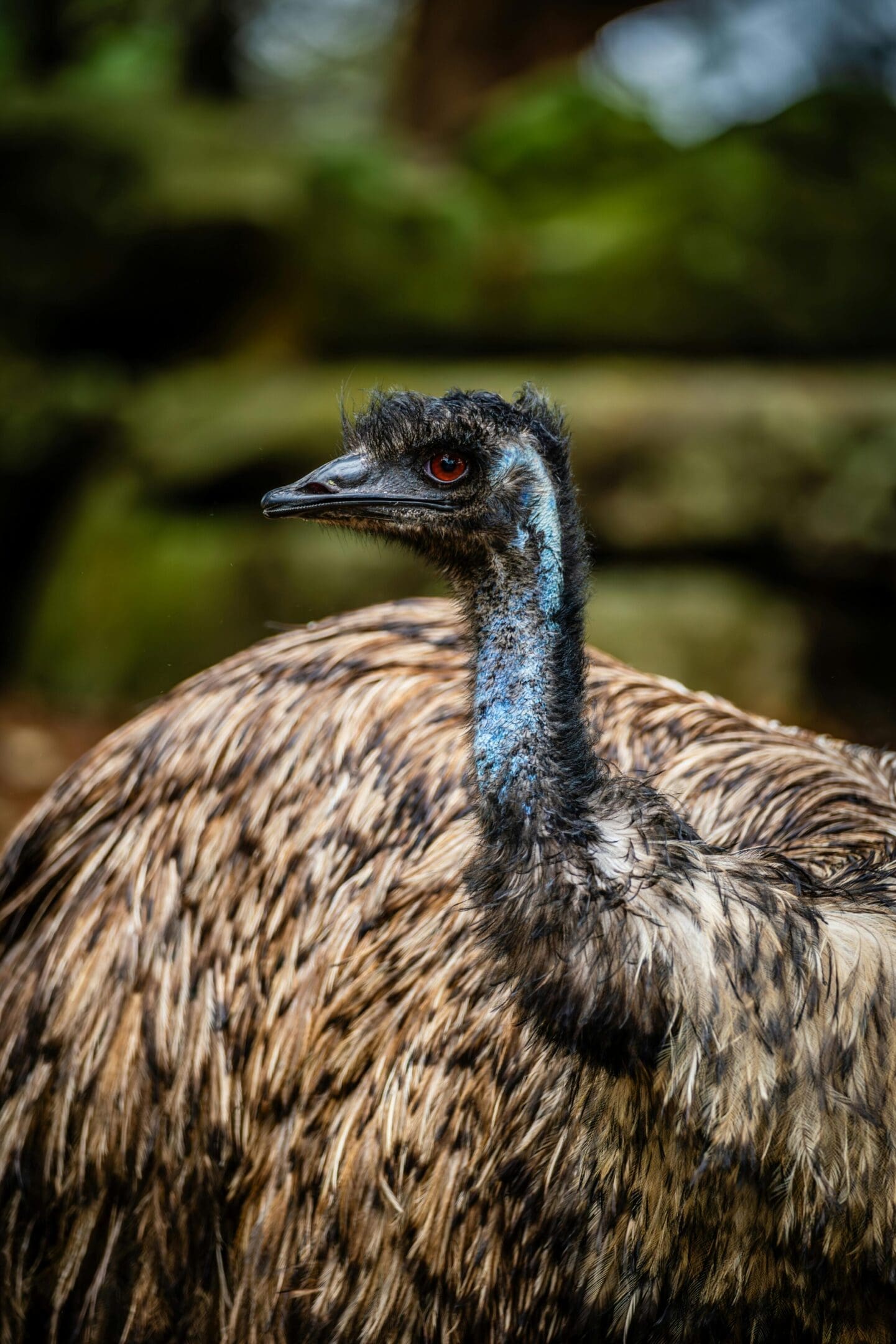 A close up of an animal with feathers on it