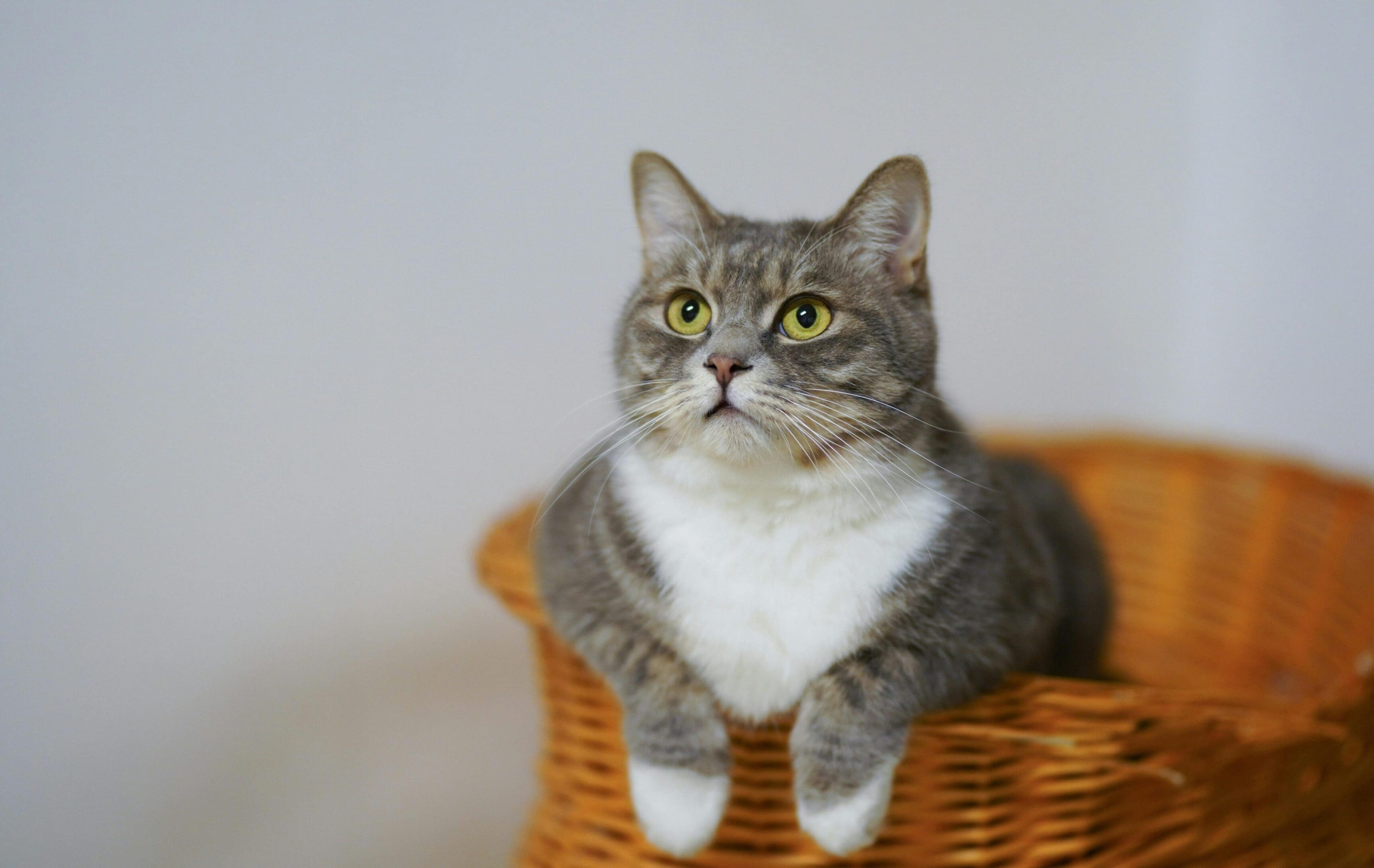 A cat sitting in a basket looking at the camera.