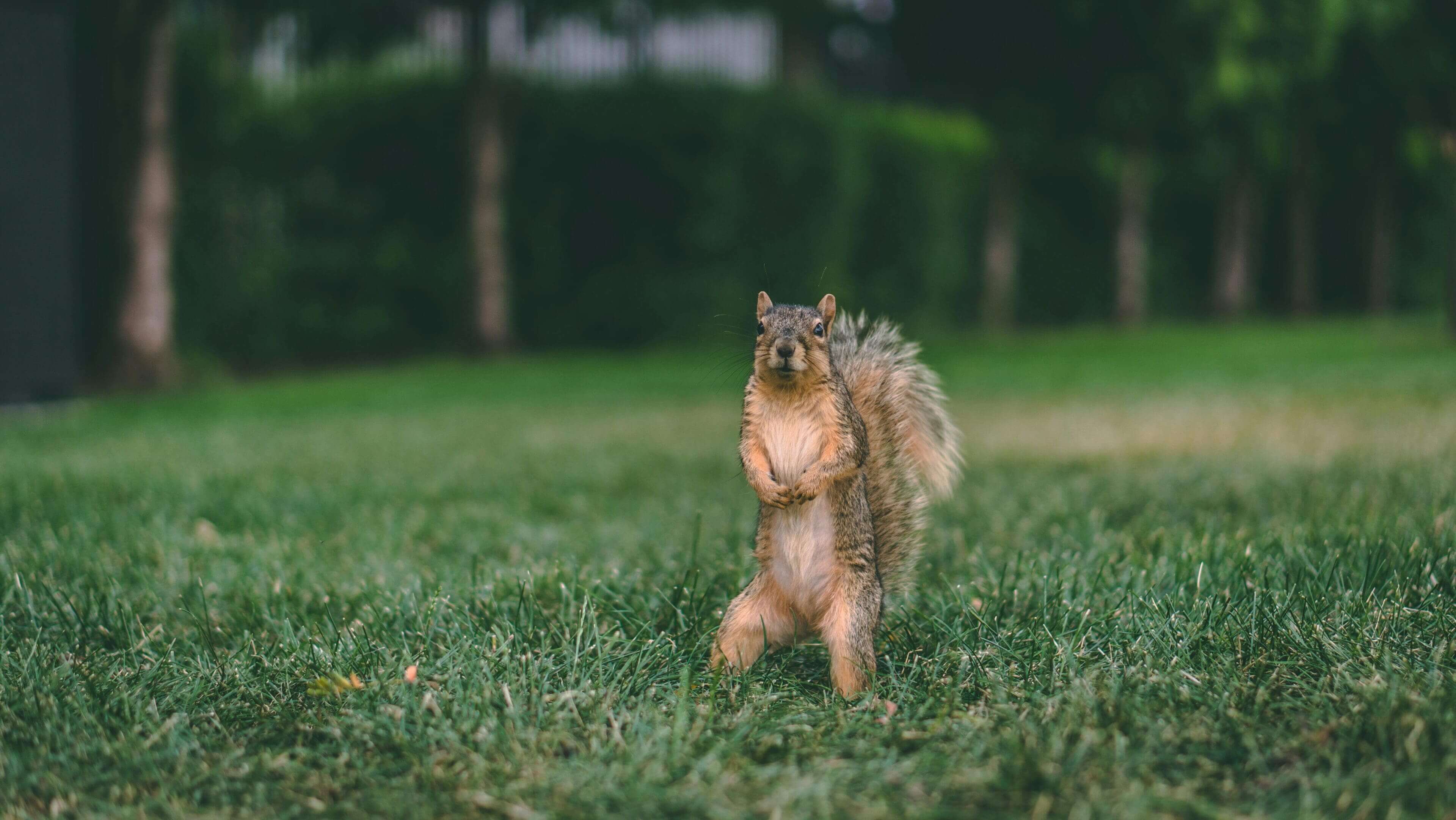 A squirrel standing on its hind legs in the grass.