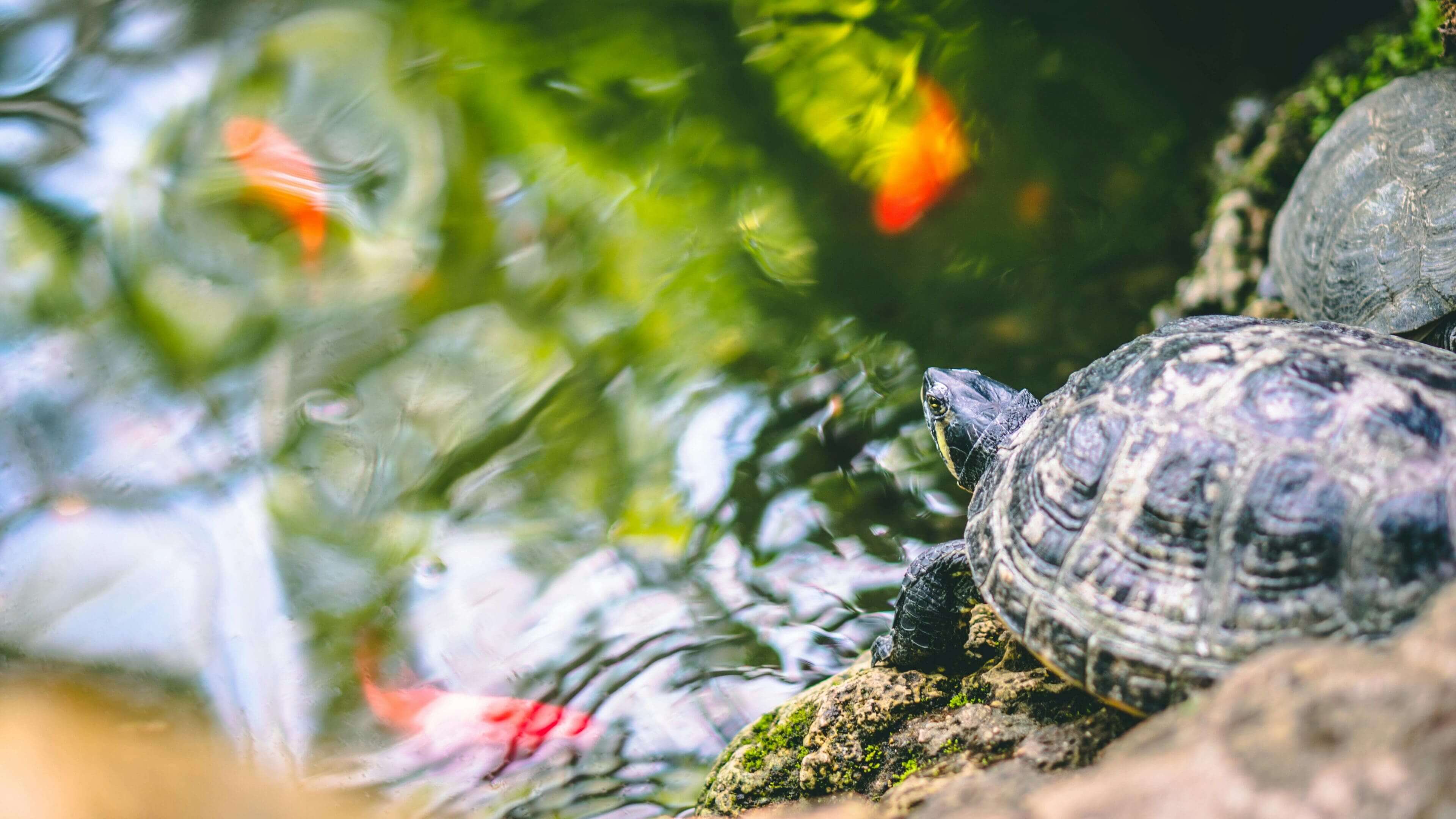 A turtle is sitting on the ground near some water.