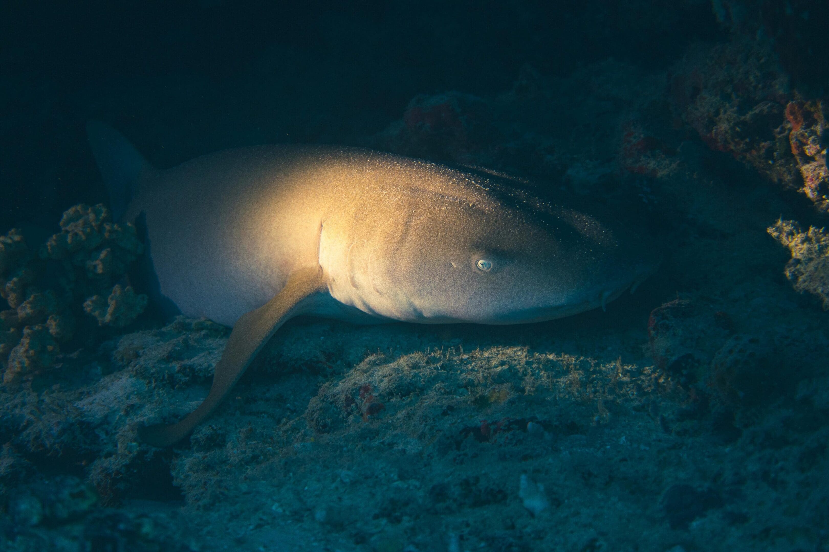 A shark is swimming in the dark water.