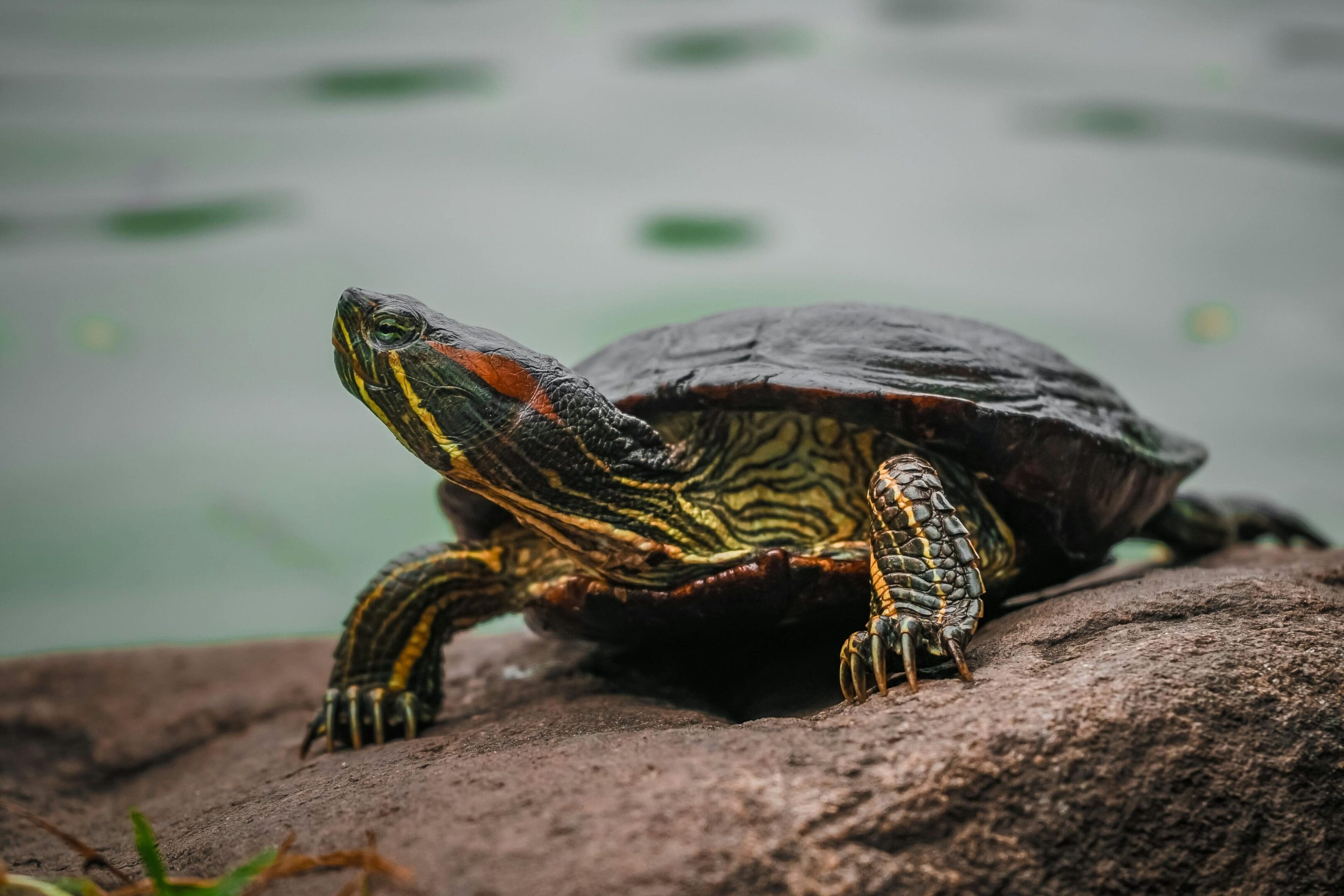 A turtle sitting on top of a rock near water.