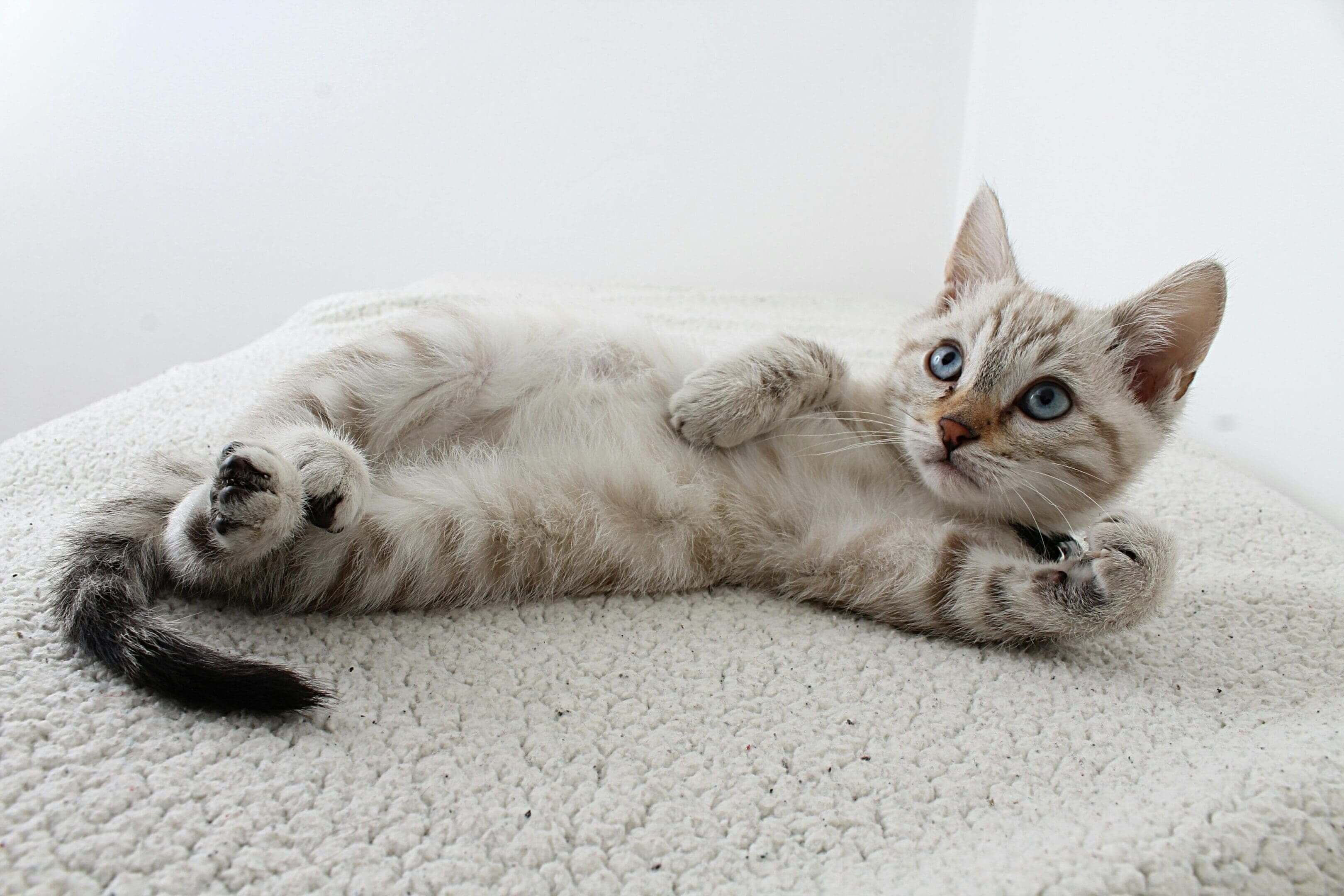 A cat laying on the floor with its paw in the air.