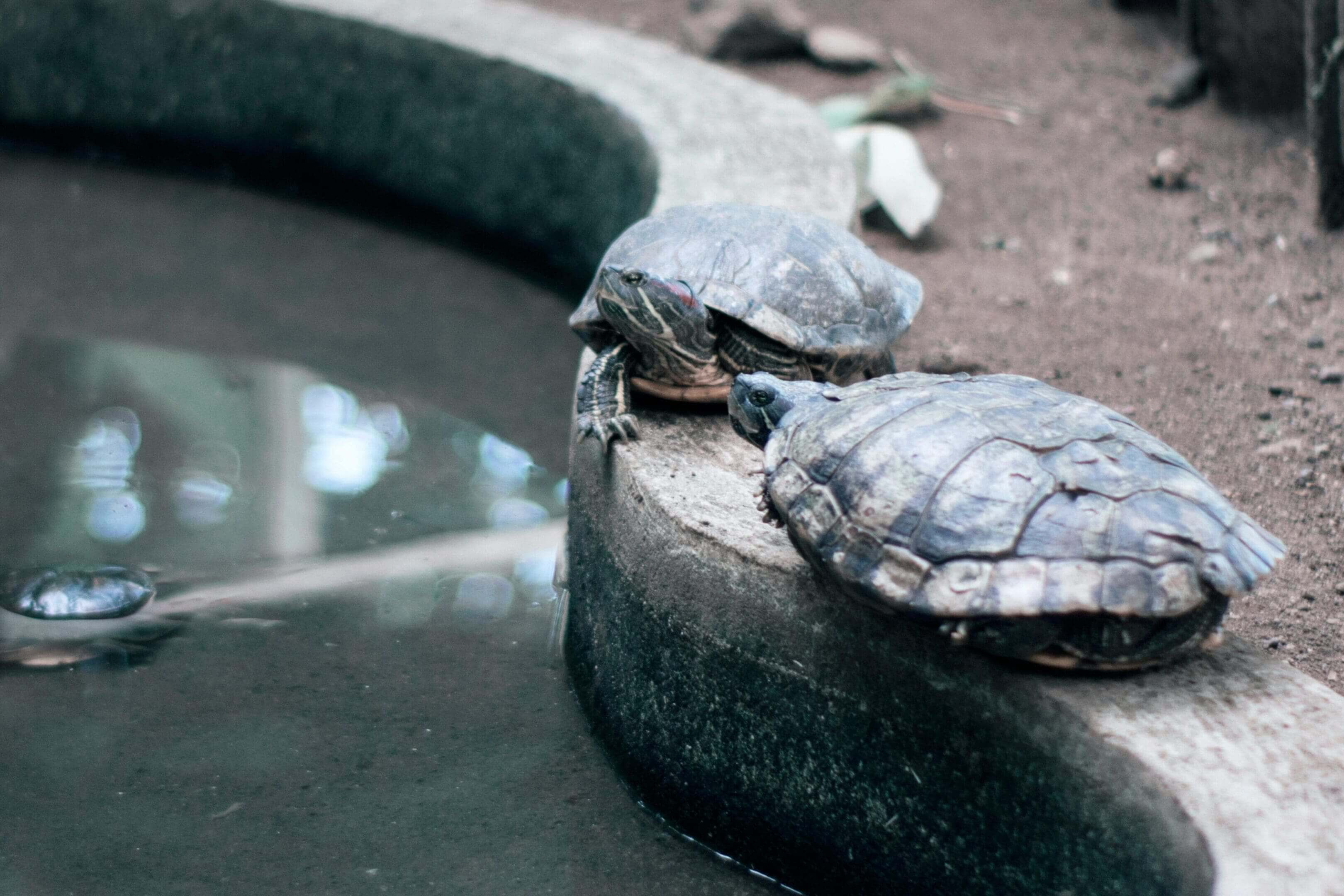 Two turtles are sitting on a ledge near water.