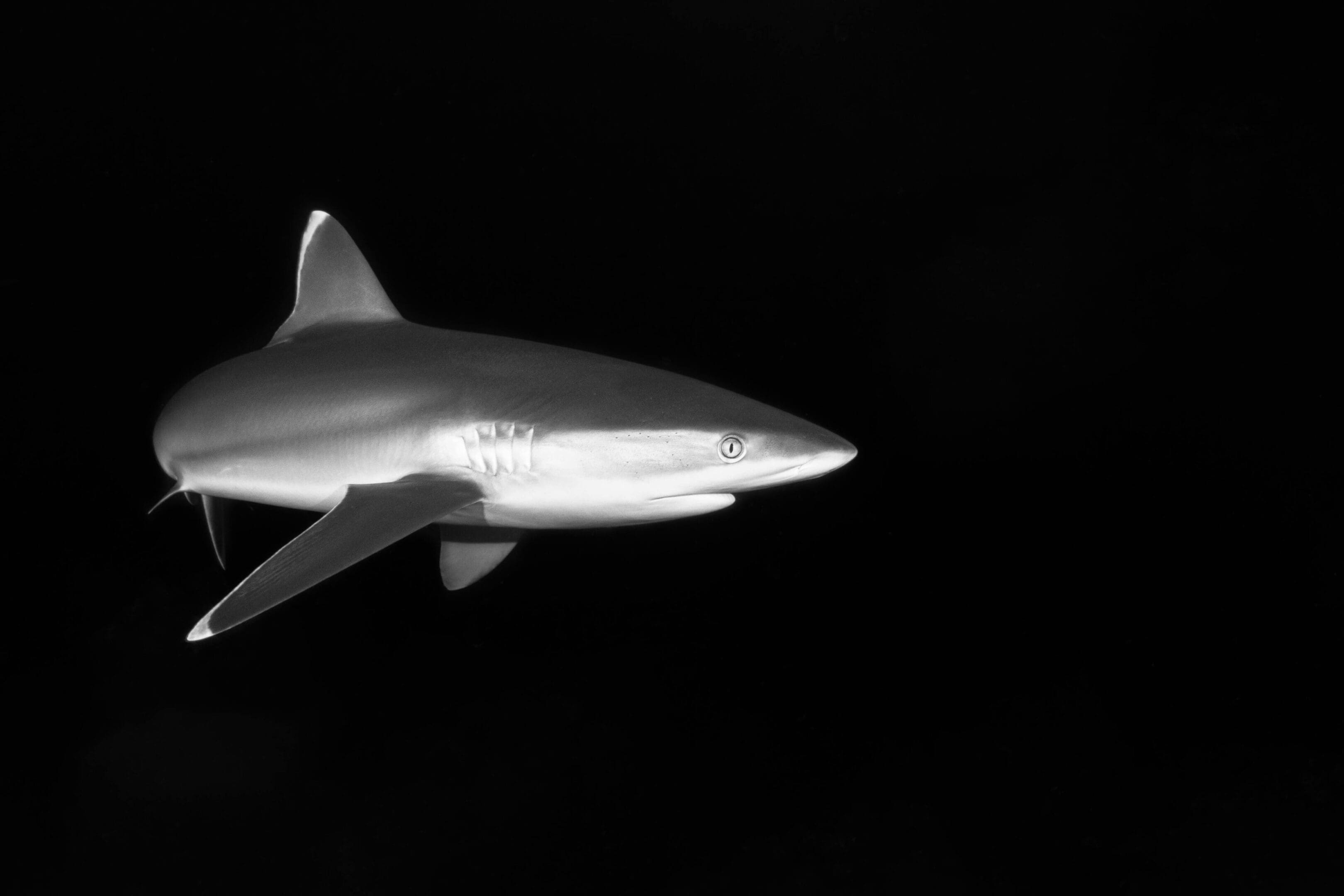A shark is flying in the dark sky.