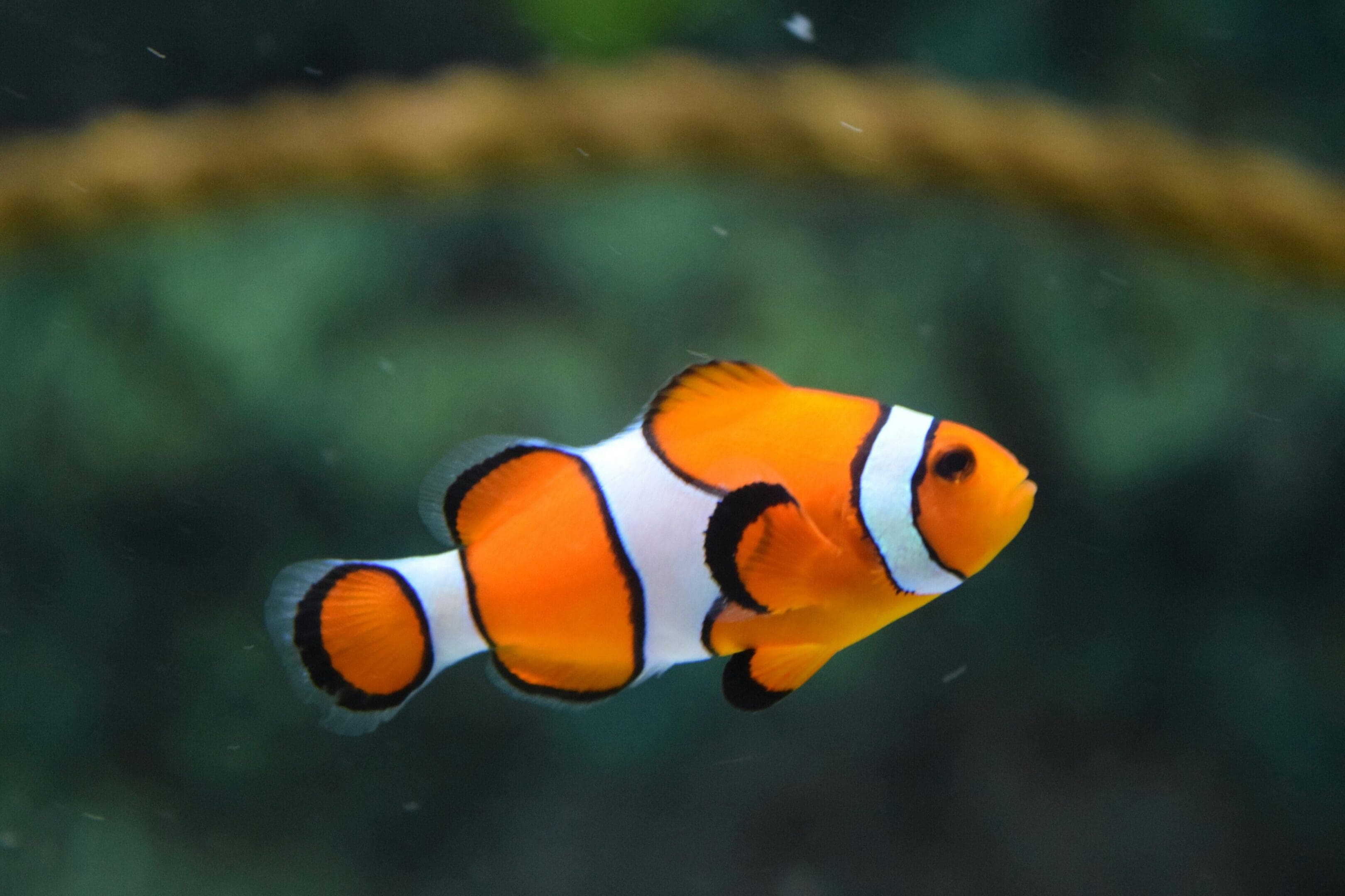Orange and white clownfish swimming.