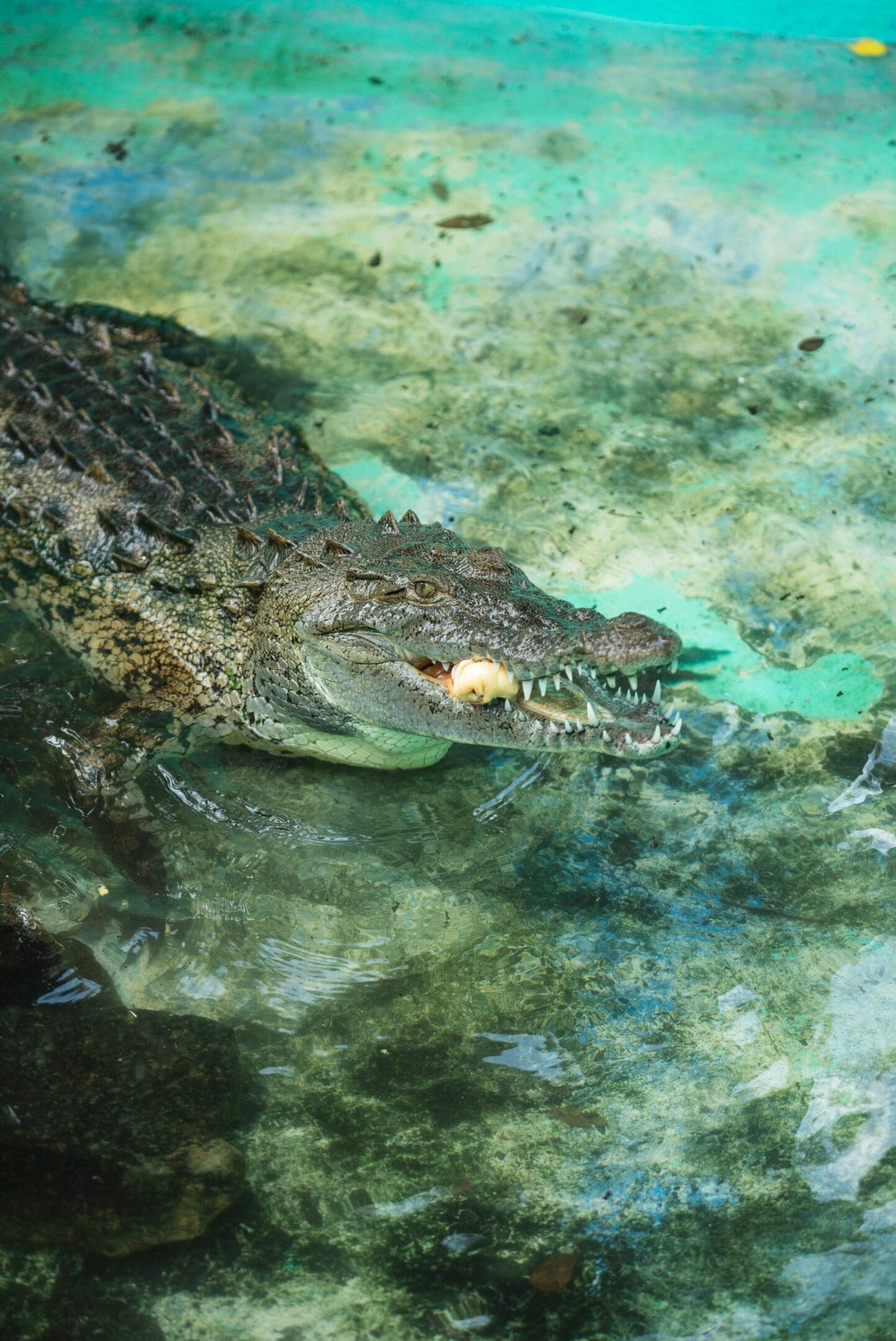 Crocodile in water, eating.