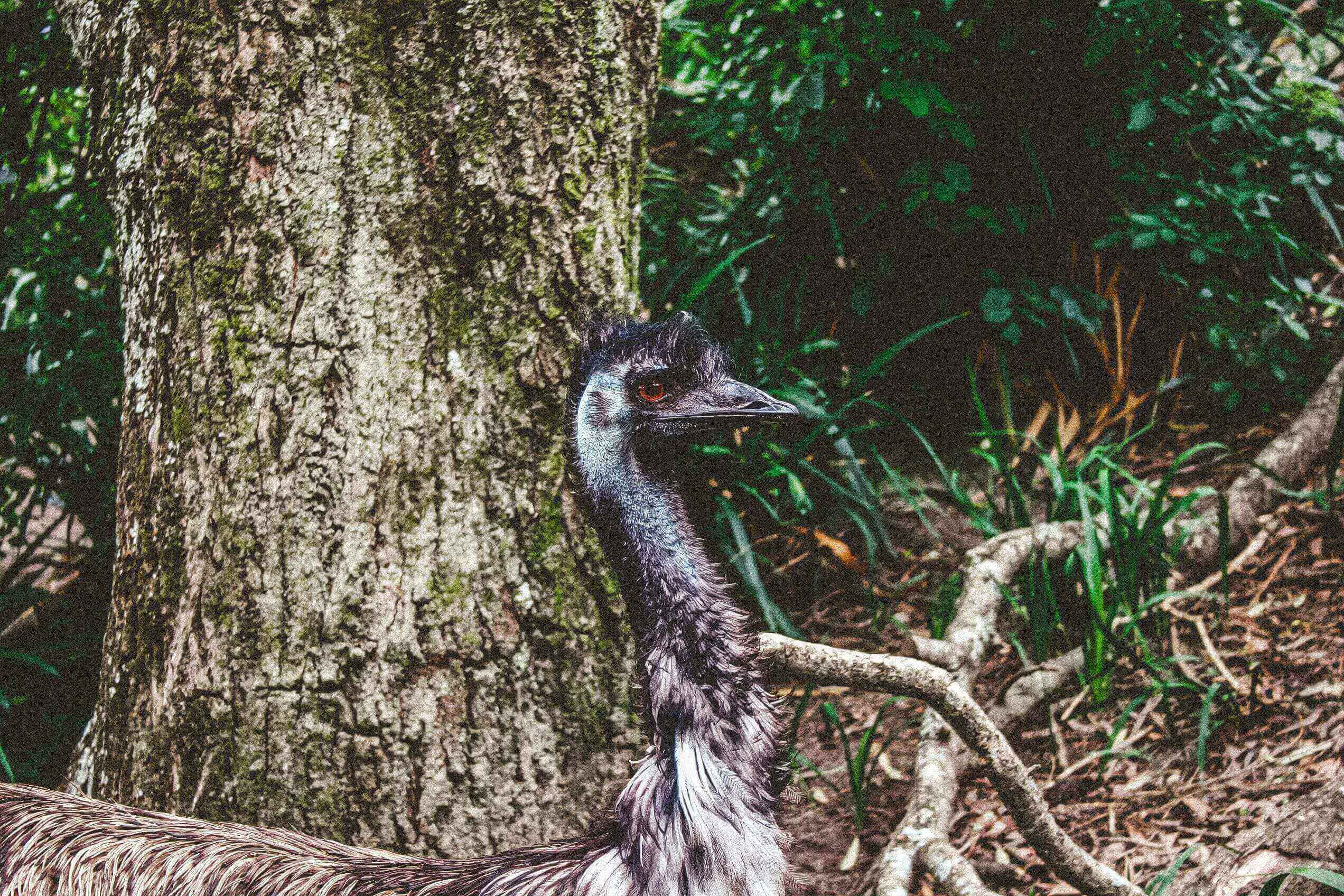 A bird standing next to a tree in the woods.