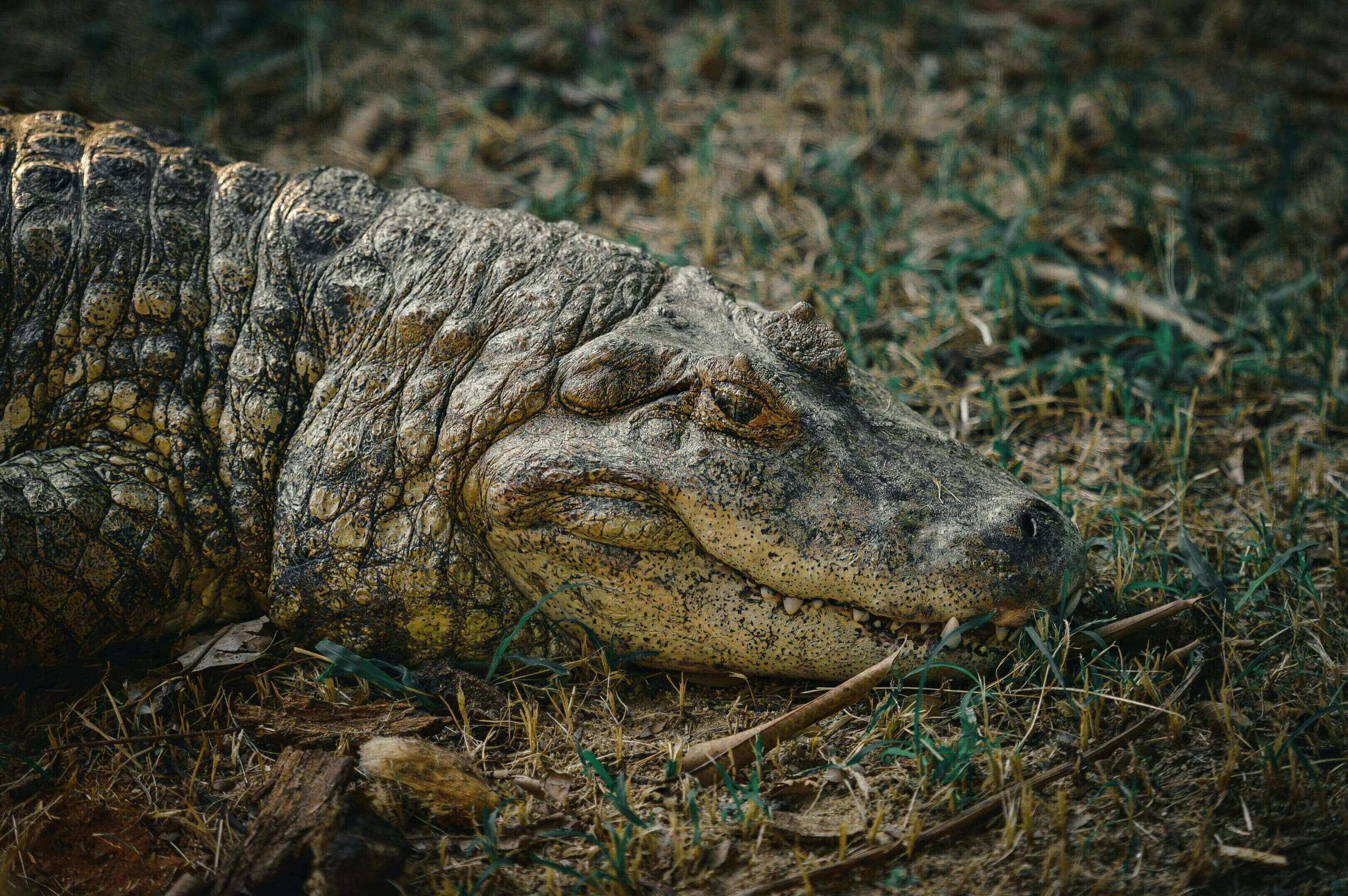 A close up of an alligator laying in the grass.