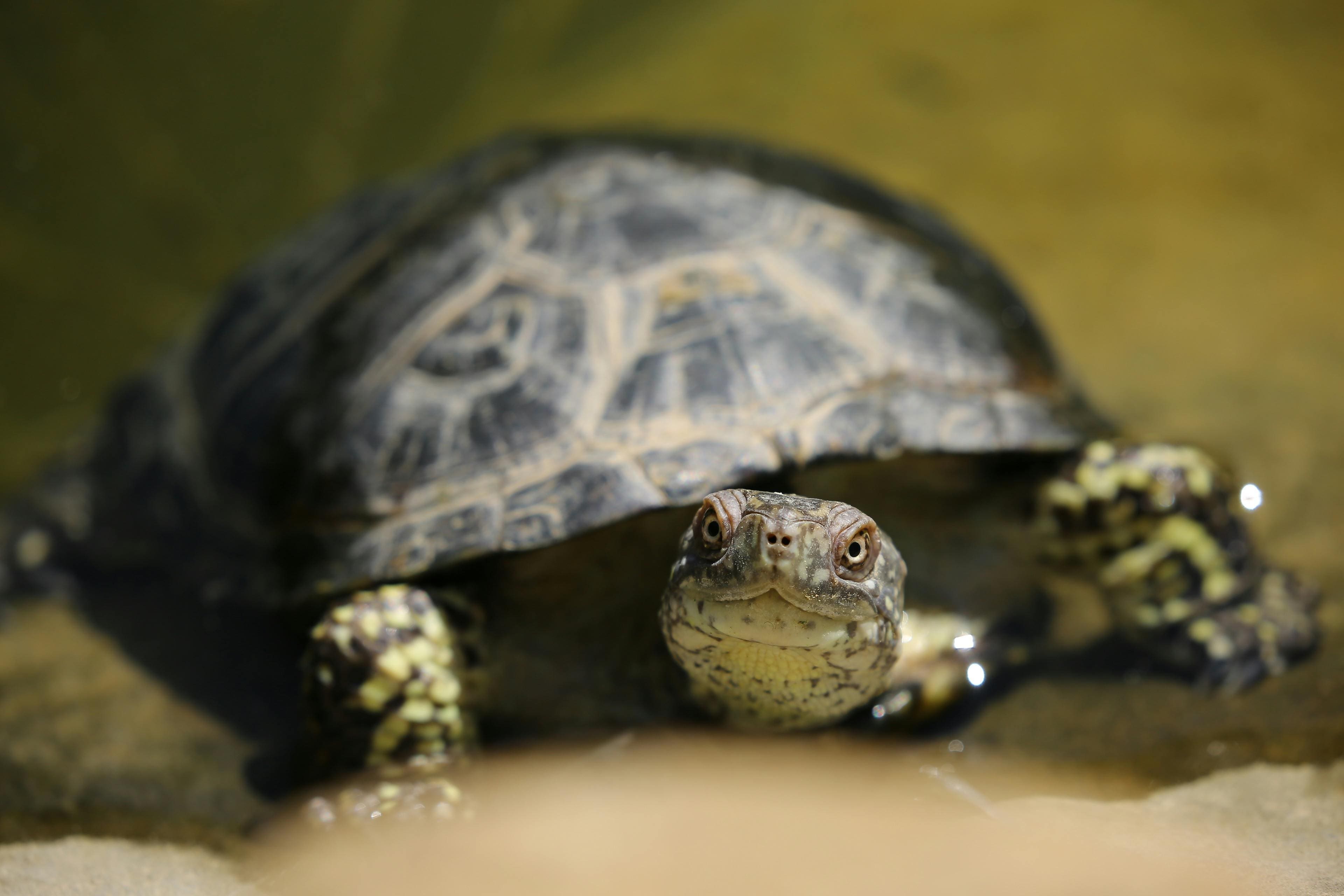 A turtle is sitting on the ground and looking at the camera.