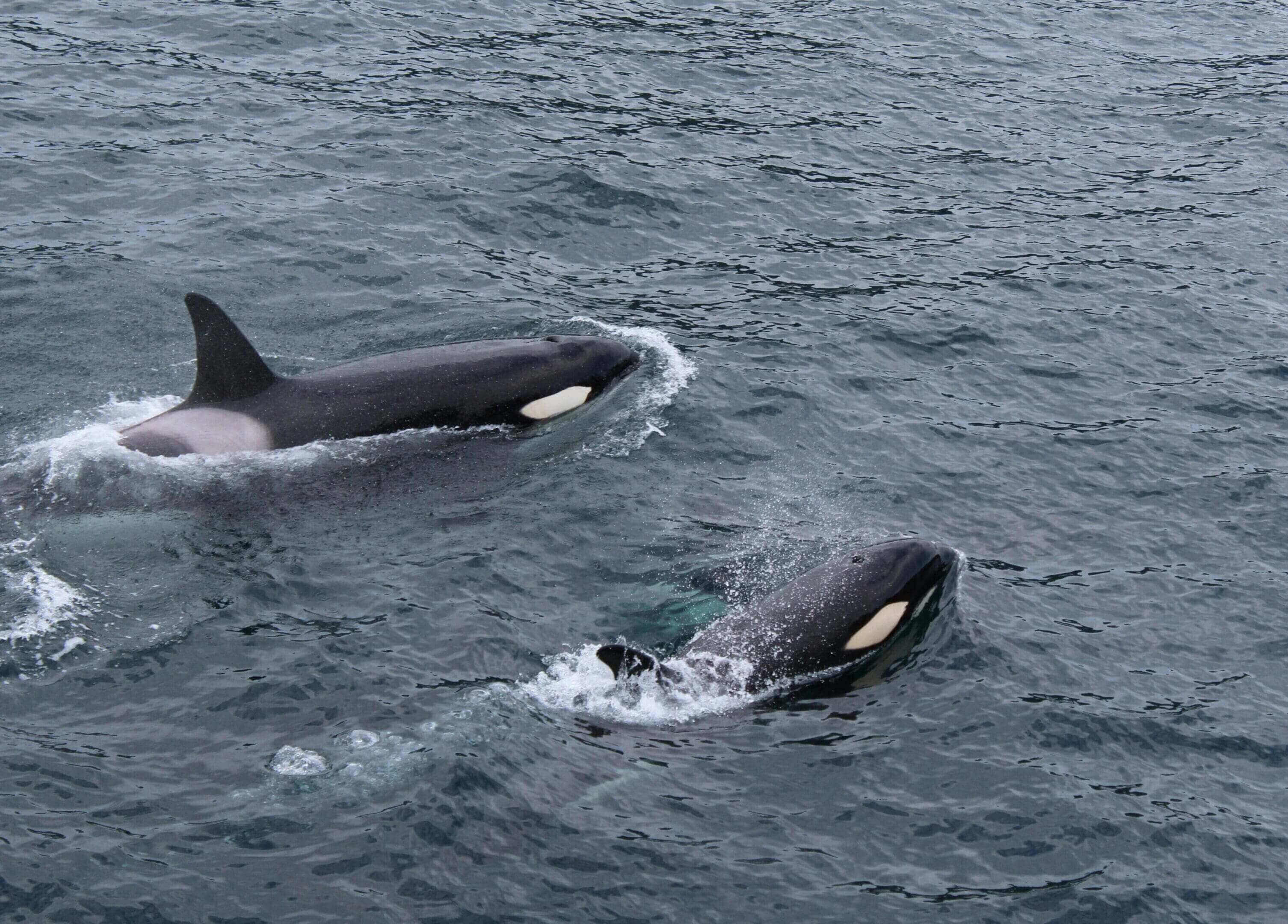 Two orcas swimming in the ocean near each other.