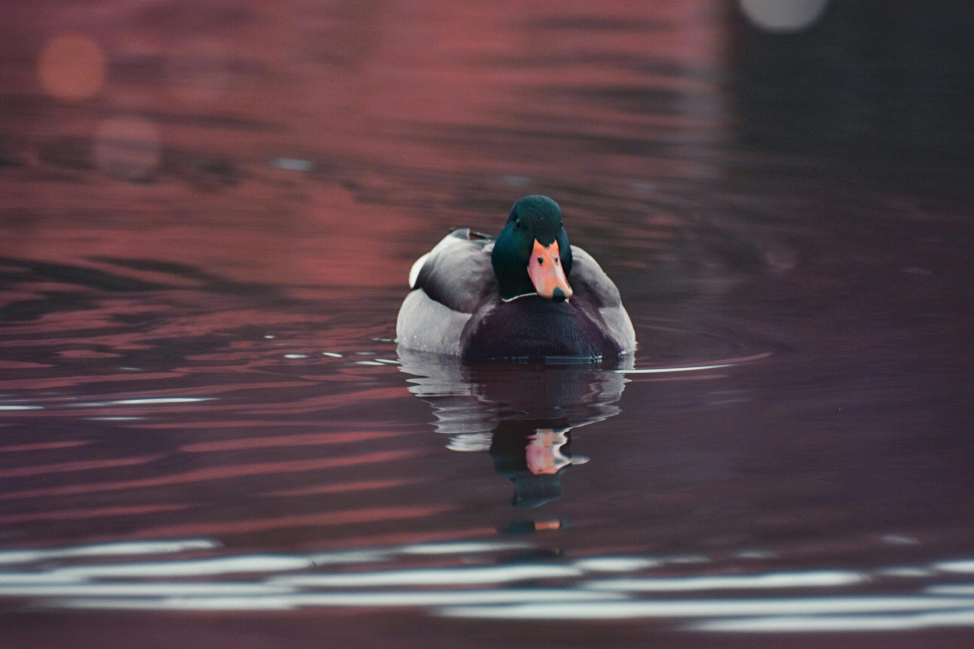 A duck with green head swimming in water.
