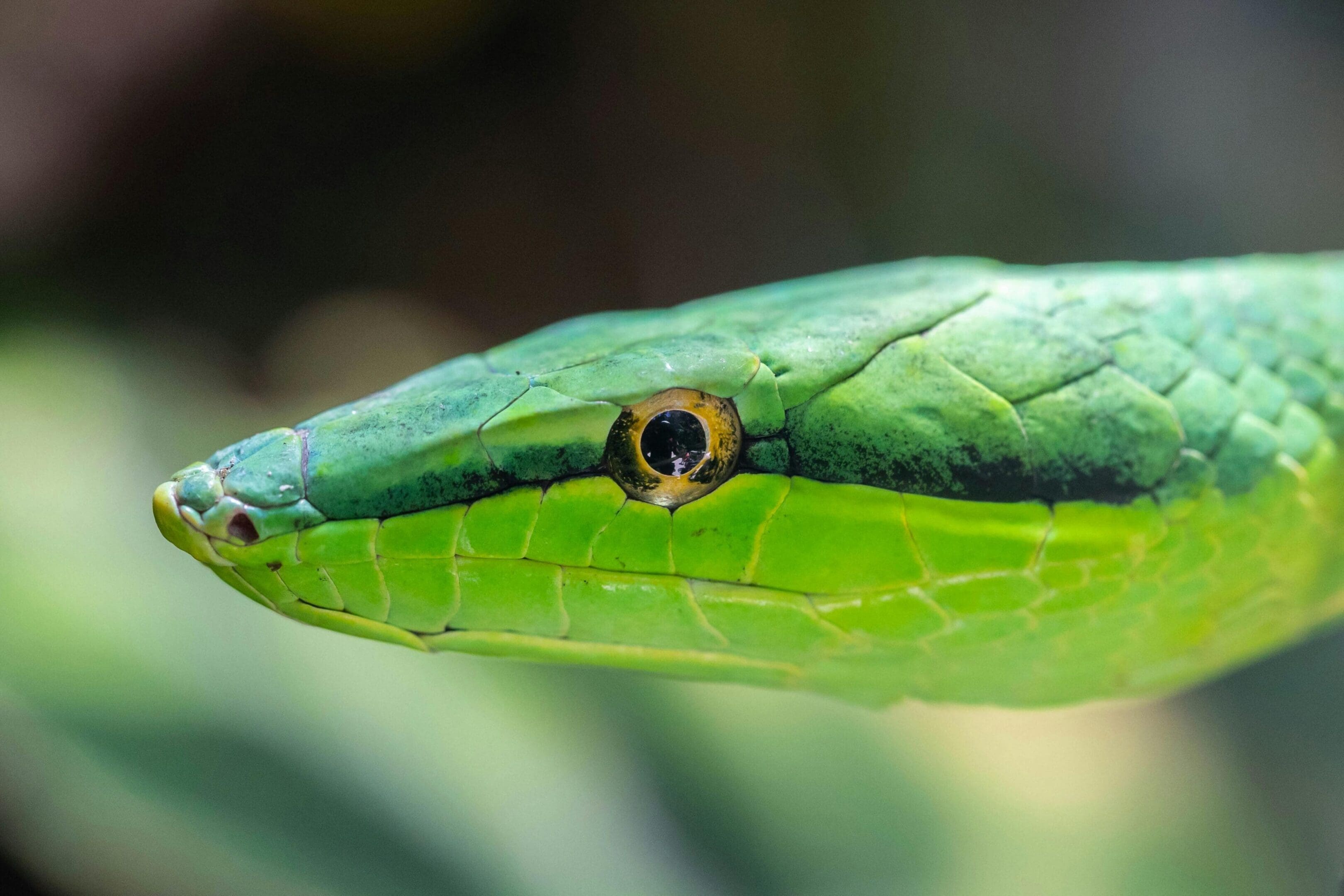 A green snake is sitting on top of a leaf.
