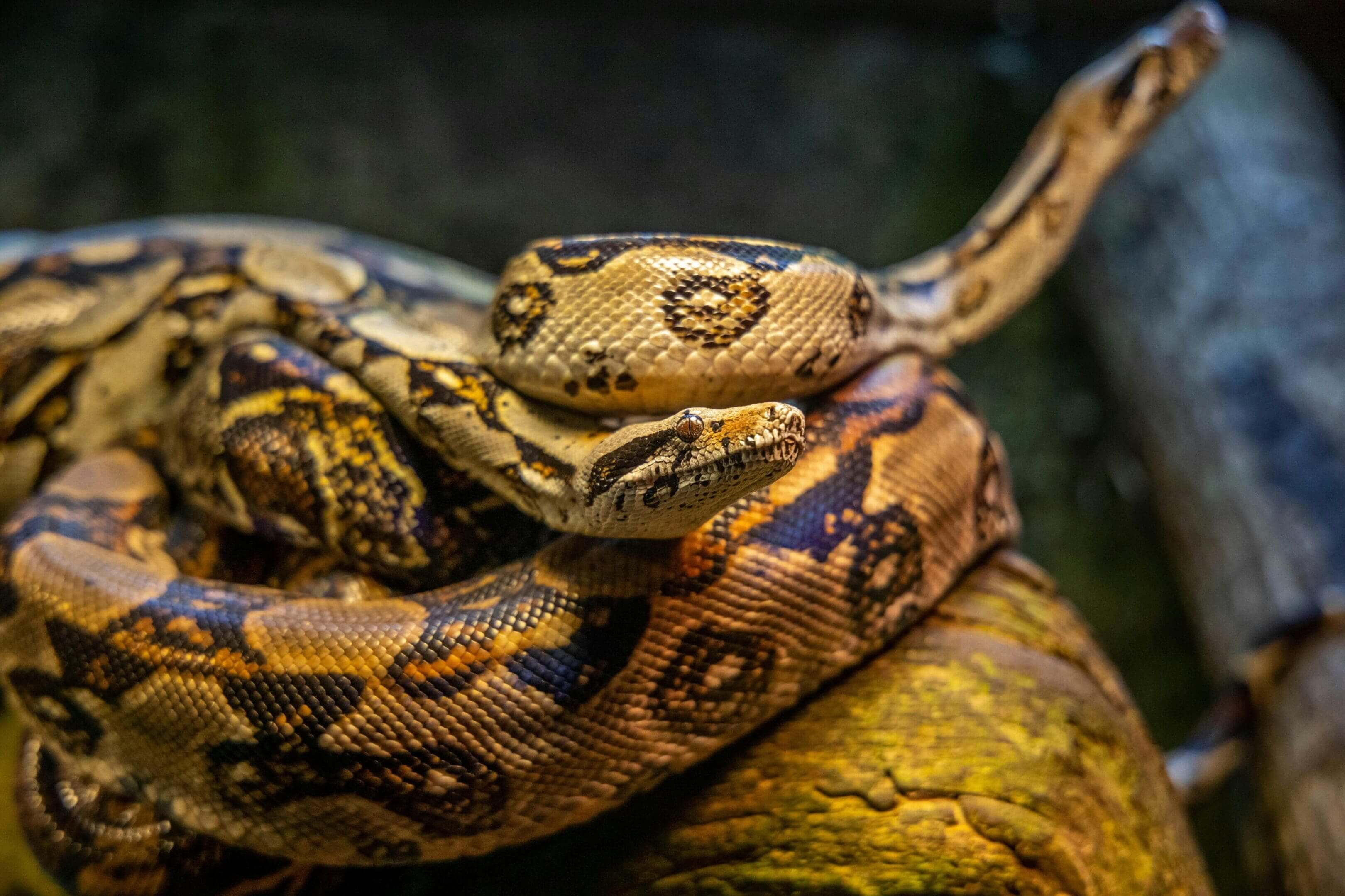 A close up of a snake on top of a tree