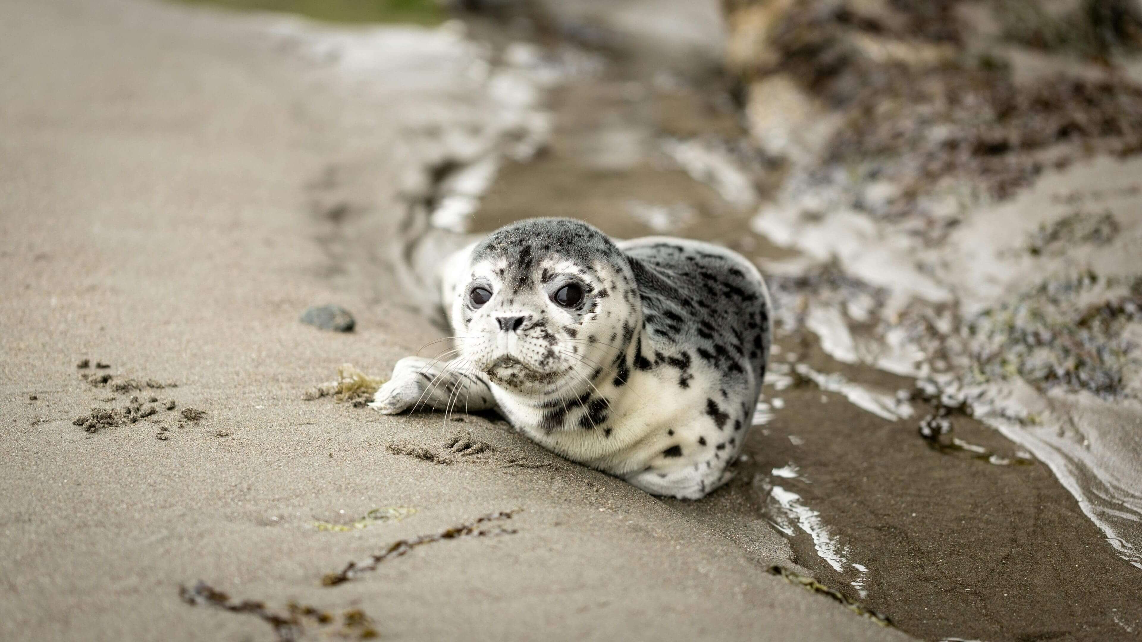 A seal laying on the beach next to some water
