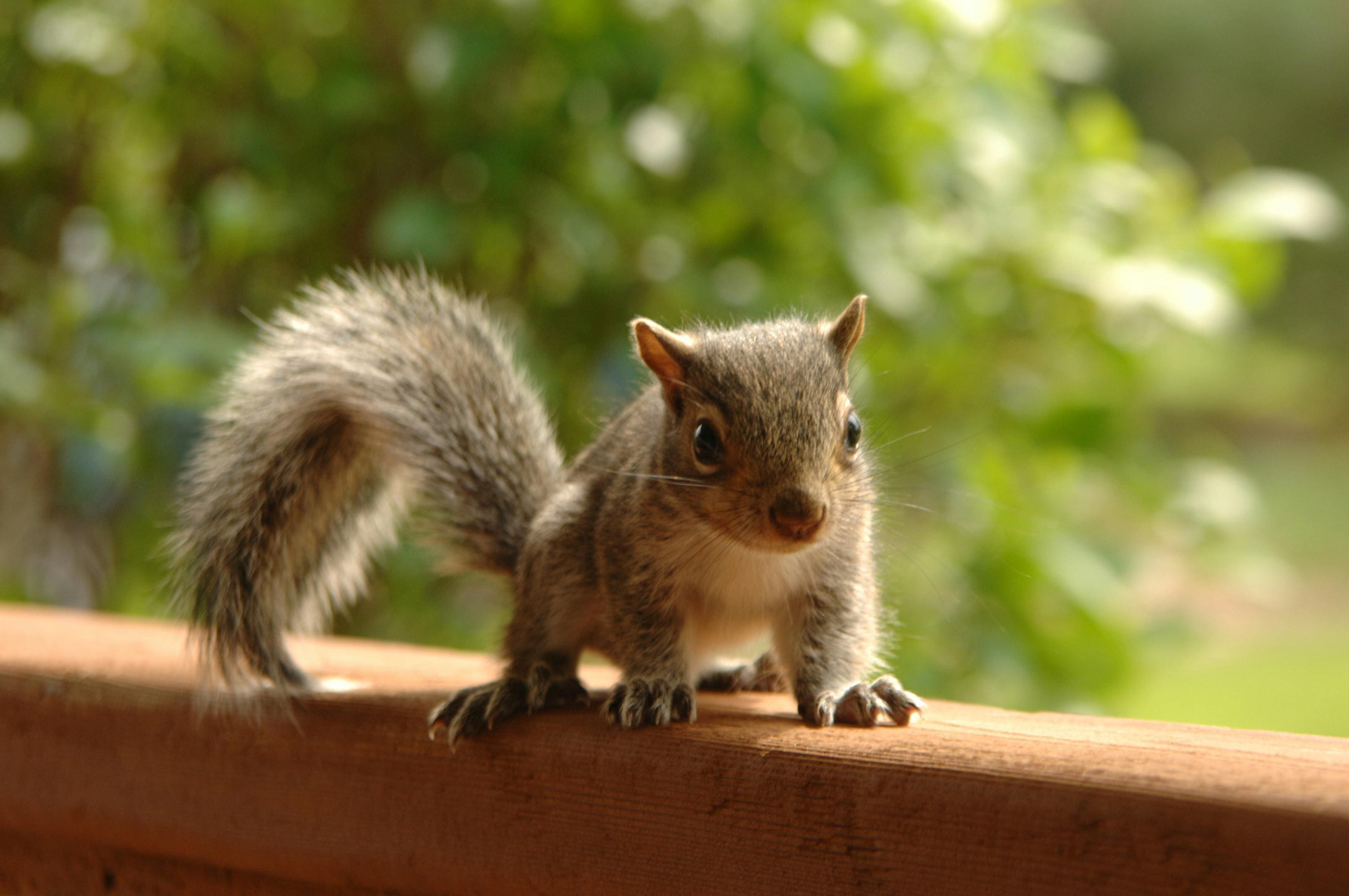 A squirrel is sitting on the ledge of a building.