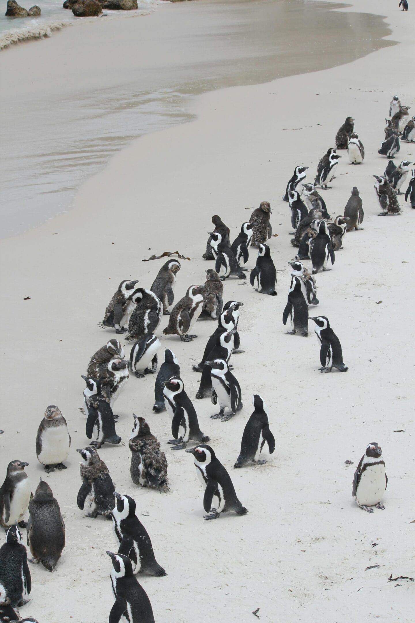 African penguins on a sandy beach.
