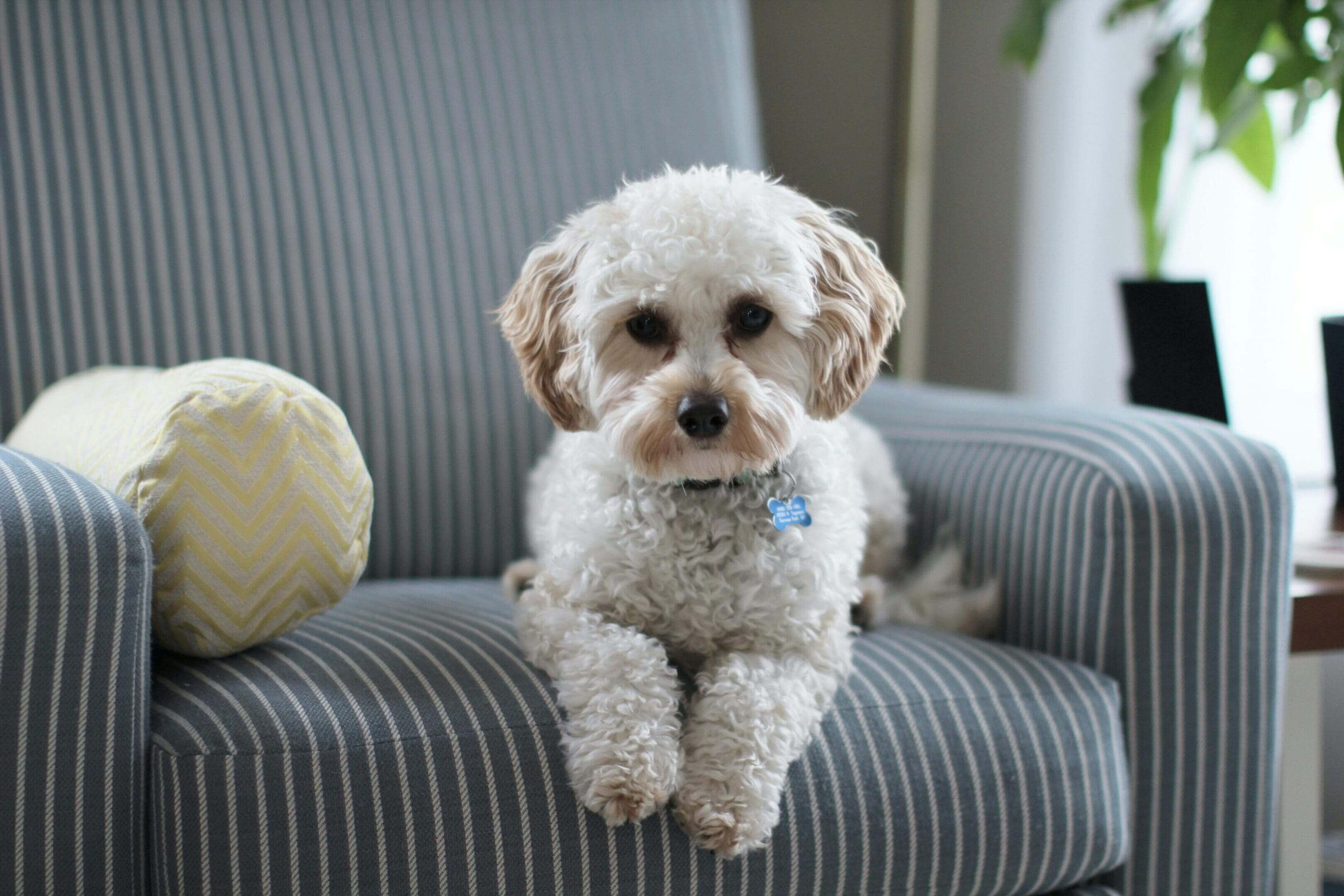 A white dog sitting on top of a chair.